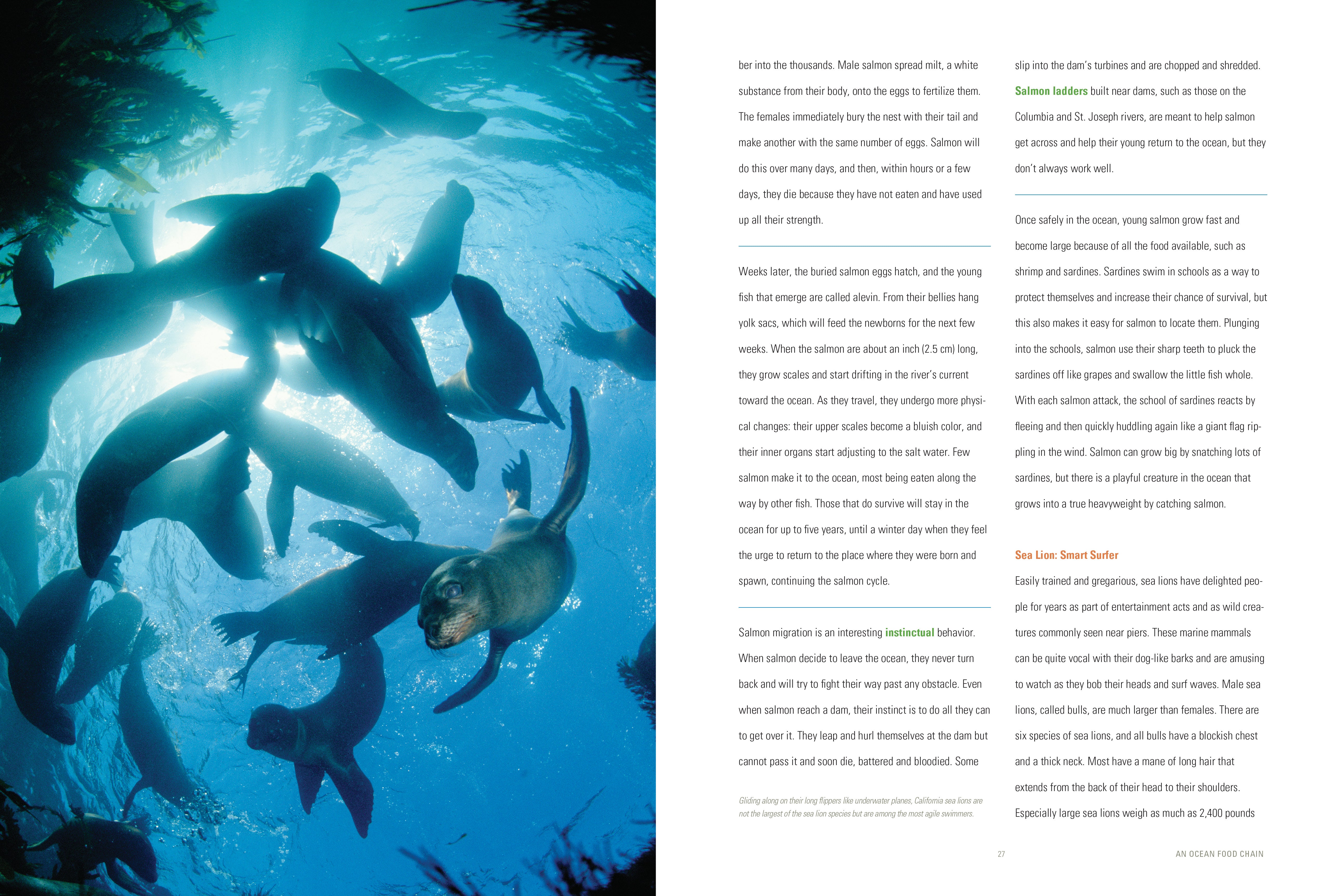Ocean Food Chain Explained | Marine Ecosystem & Aquatic Life Food Web | Perfect for Science Classrooms & Educational Projects