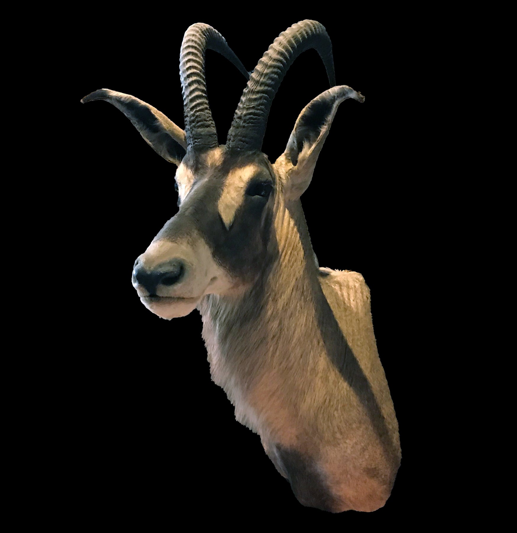 Roan Antelope Taxidermy Mount - Realistic African Wildlife Trophy for Home & Office Decor | Hunting Lodge Display, Man Cave Decor, Safari Theme Interior Design