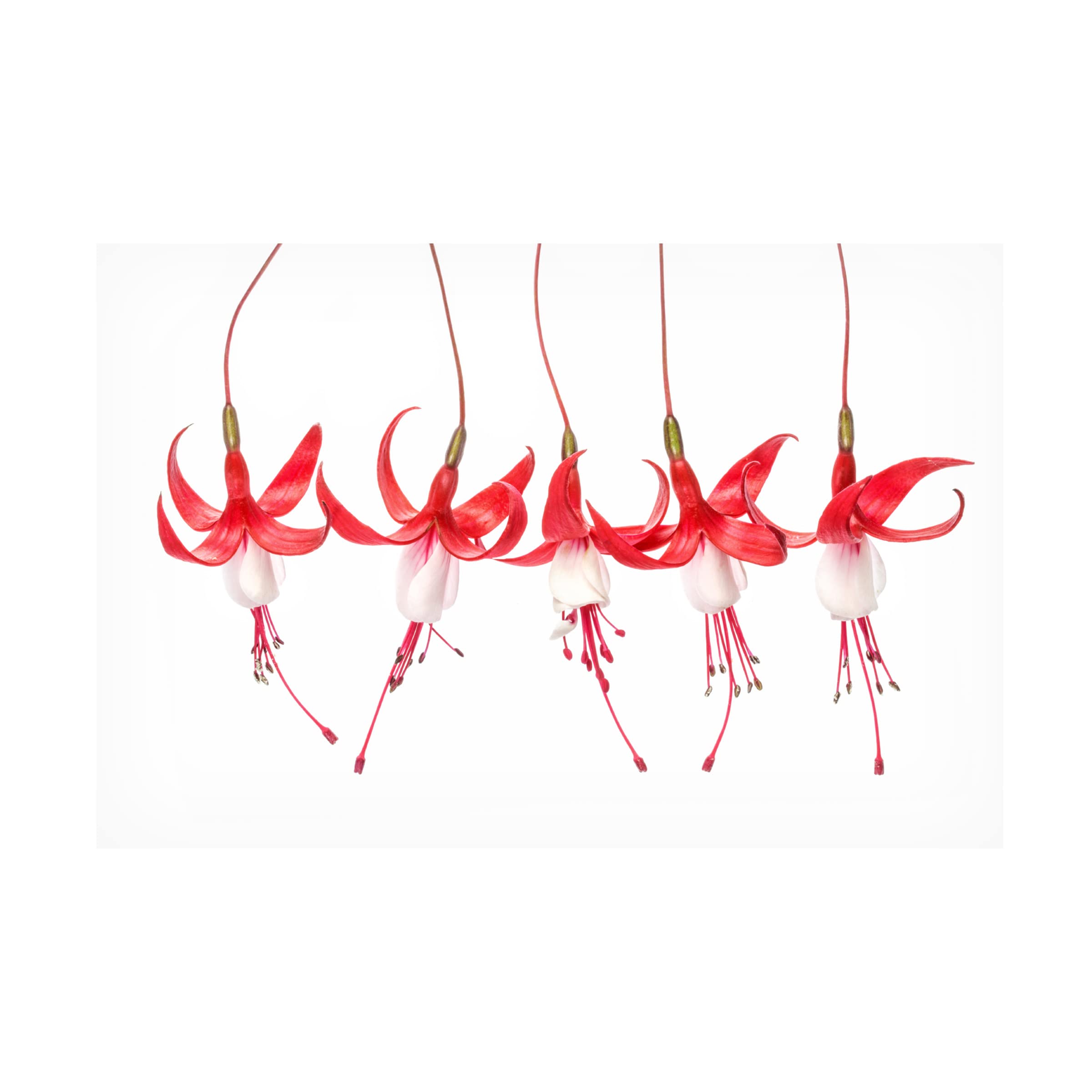 Trademark Fine Art 'Fuchsia' Canvas Wall Art by Mandy Disher - Vibrant Floral Painting for Living Room, Bedroom & Office Decor
