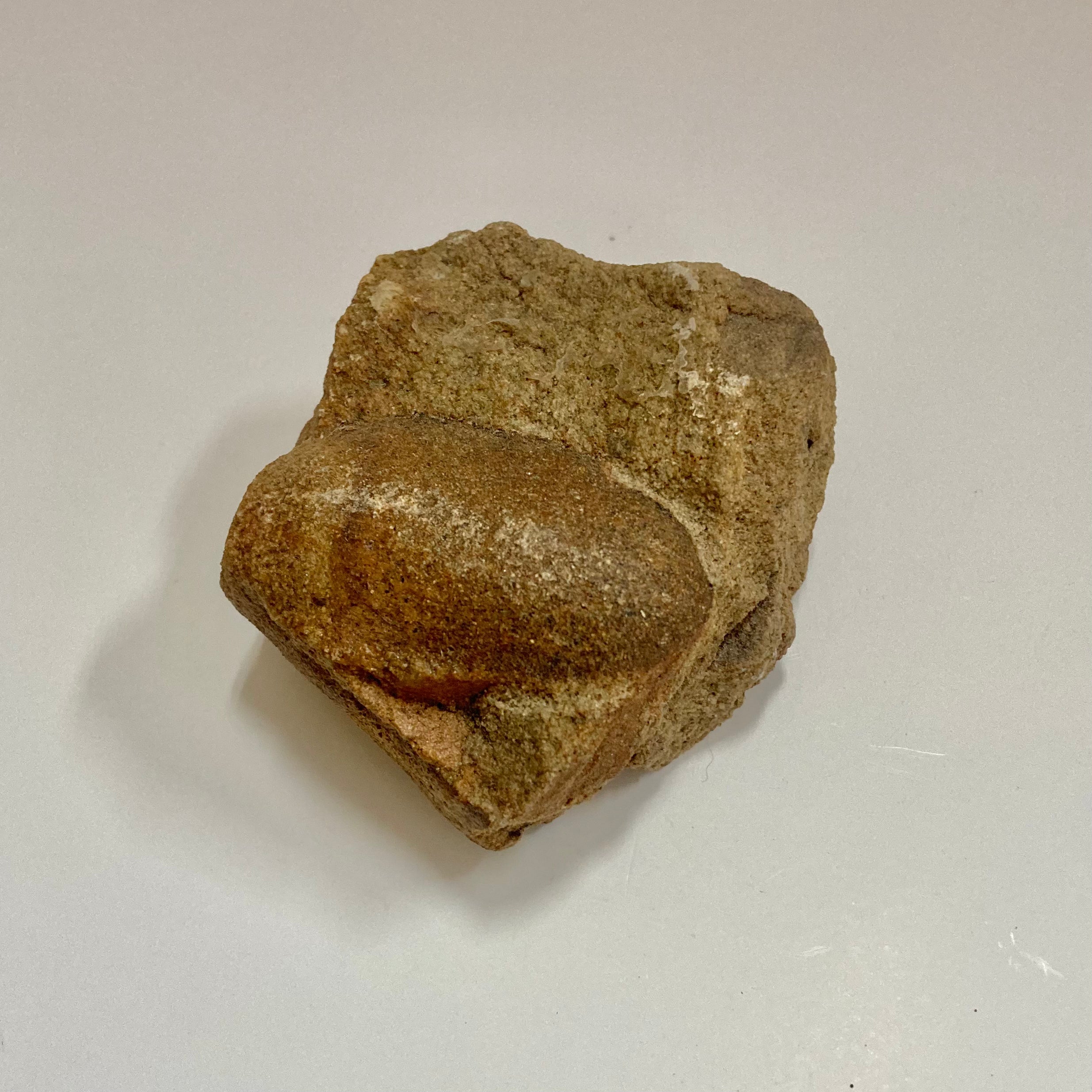 Trigonocarpus sp. Fossil Seeds for Sale - Rare Prehistoric Plant Seeds Collection - Perfect for Paleontology Enthusiasts, Educational Displays & Unique Home Decor
