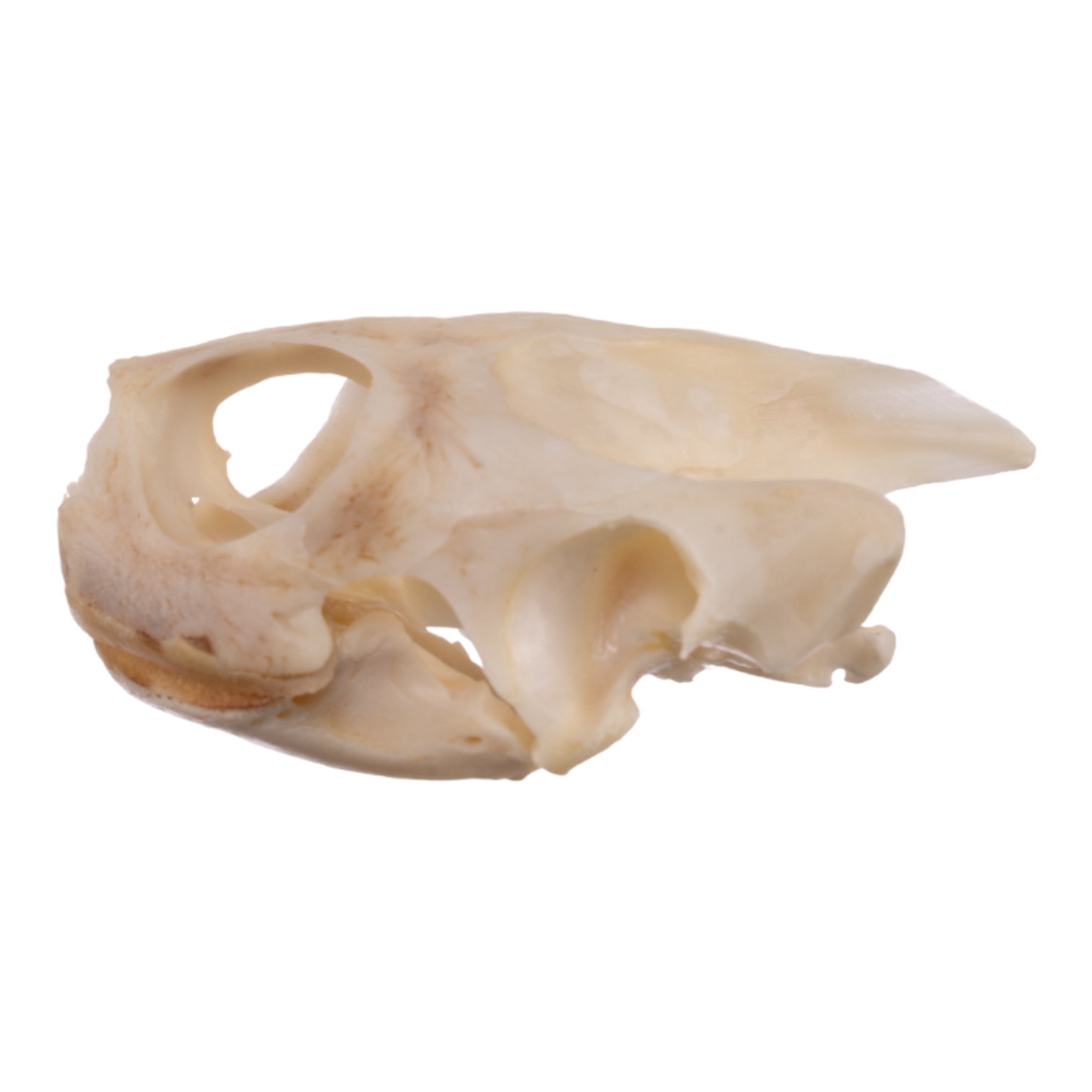 Authentic Real River Cooter Skull - Genuine Turtle Skull Specimen for Science Study, Taxidermy, and Home Decor - Perfect for Biology Classrooms, Oddity Collections, and Gothic Decor