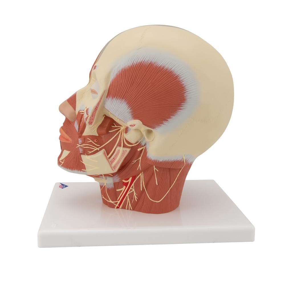 Human Head and Neck Musculature Anatomy Model with Nerves - Perfect for Medical Students, Anatomy Classes & Healthcare Professionals Training