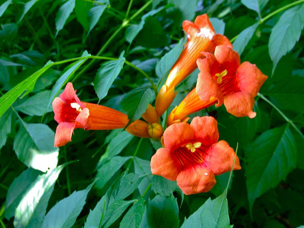 Trumpet Vine Starter Plants (5 Pack) - Campsis Radicans for Fast Growth & Vibrant Blooms - Perfect for Garden Trellises, Fences, and Outdoor Landscaping