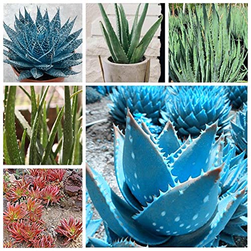 100 Pcs Fresh Aloe Vera Plant Seeds for Planting - Mixed Colors | Indoor/Outdoor Gardening, DIY Home Decor, Gift for Plant Lovers