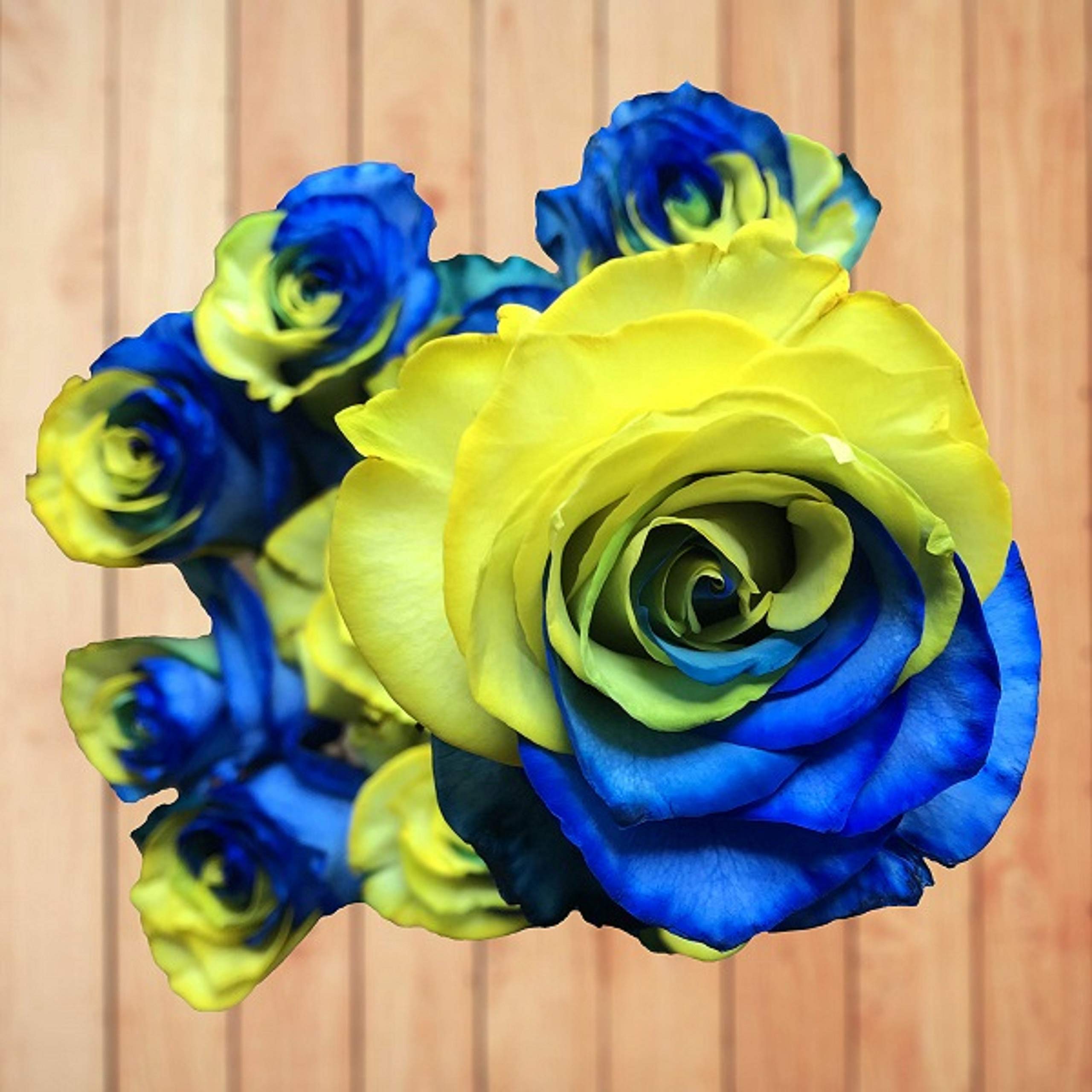 Fresh Cut Tinted Yellow and Blue Roses Bouquet - 24 Stems for Wedding Centerpieces, Anniversary Gifts & Home Decor