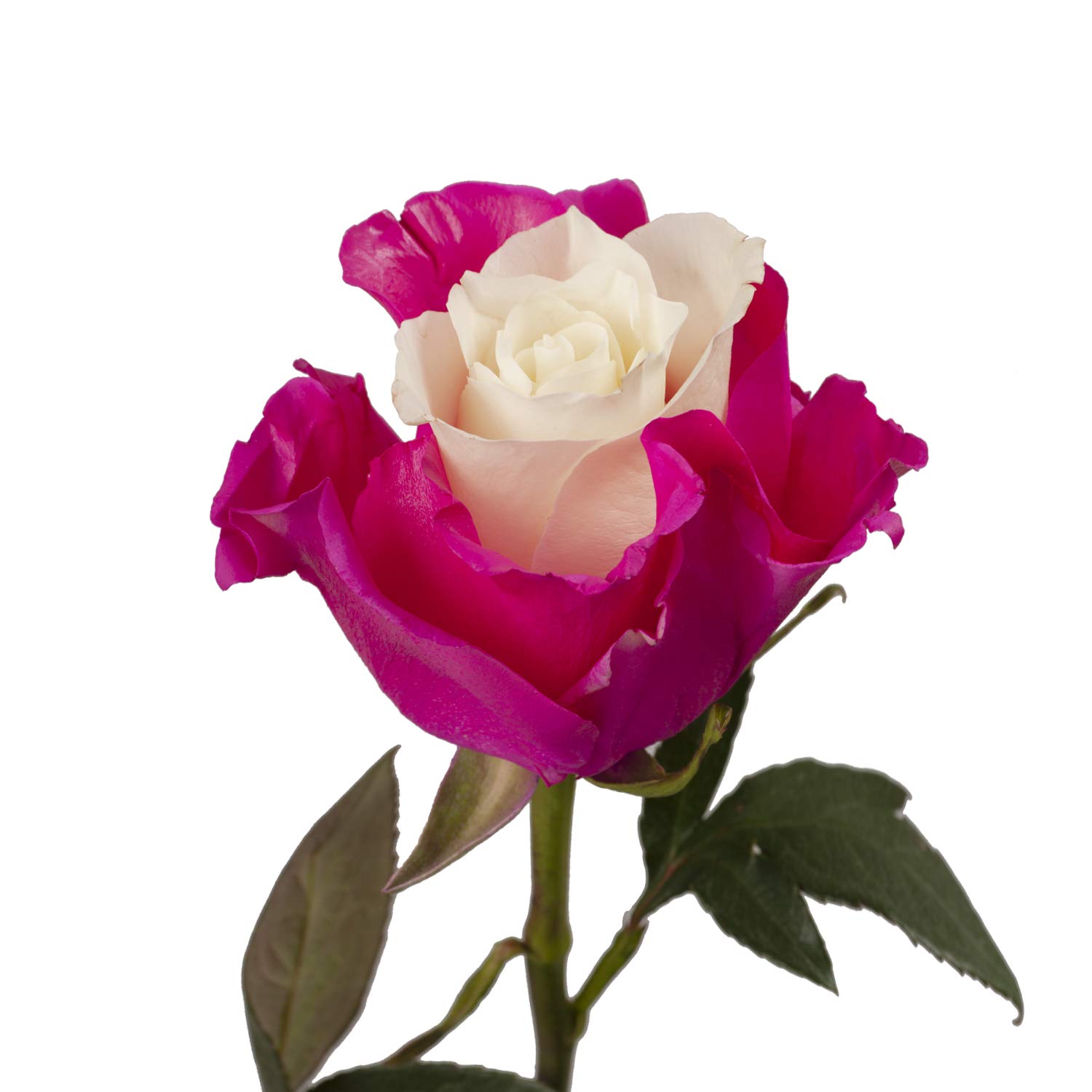 50cm Marshmallow White & Hot Pink Painted Artificial Roses - 100 Stems Bulk for Wedding Decor, Home Centerpieces, Party Arrangements, and Floral Displays