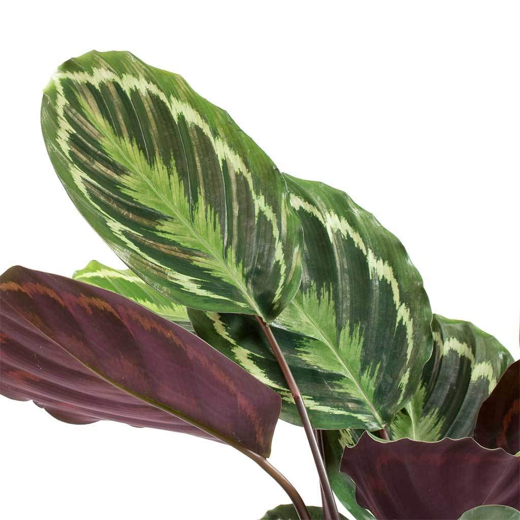 Calathea Medallion Live Plant in 4 Inch Pot - Calathea Roseopicta - Easy to Grow Air Purifying Indoor Houseplant for Home, Office & Bedroom Decor