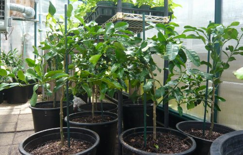 Grafted Semi-Dwarf Thai Kaffir Lime Tree (Makrut) - Fresh Citrus for Cooking, Cocktails & Asian Cuisine - Perfect for Home Gardens & Indoor Planting