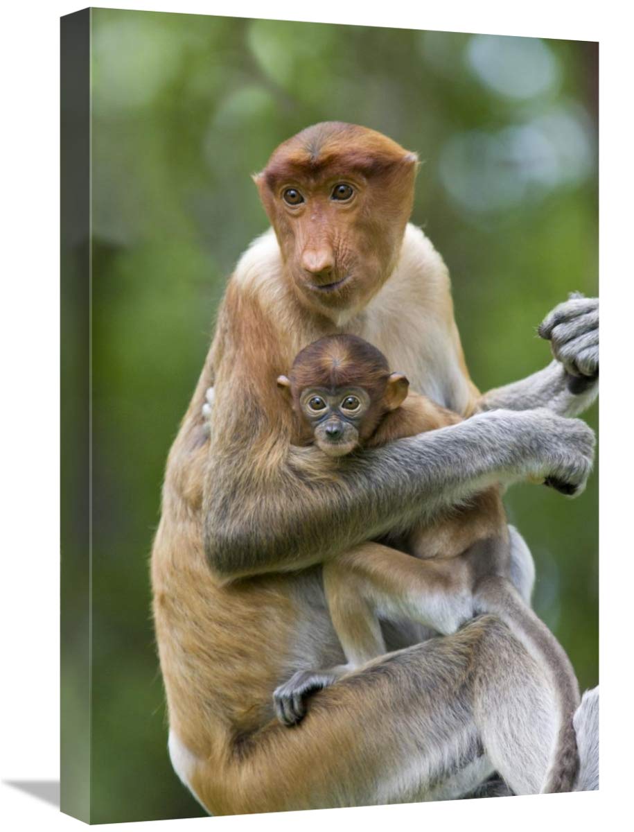 Proboscis Monkey Mother Holding Baby Canvas Art Print - 16x24 Inches - Wildlife Wall Decor for Living Room, Bedroom & Office - Sabah, Malaysia Nature Photography