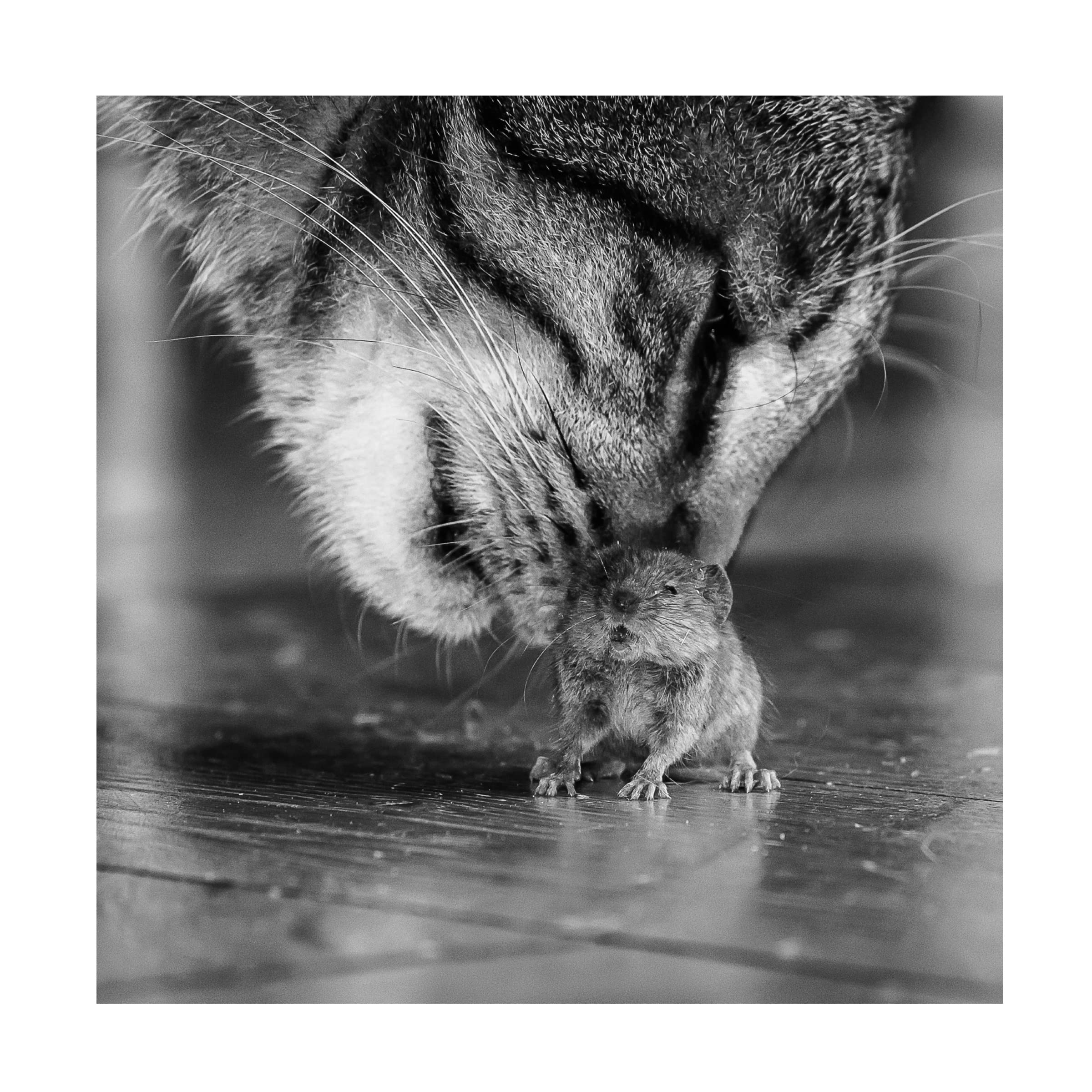 Trademark Fine Art 'Deadly Games' Canvas Wall Art by Pixi - Perfect for Living Room, Bedroom & Office Decor