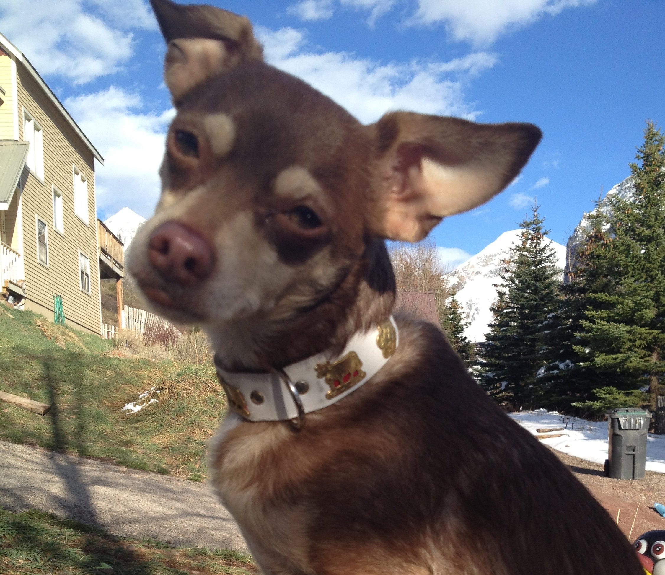 Premium Small Traditional Swiss Dog Collar - Handmade Leather Pet Collar with Embroidery | Durable & Adjustable for Daily Walks, Training & Outdoor Adventures