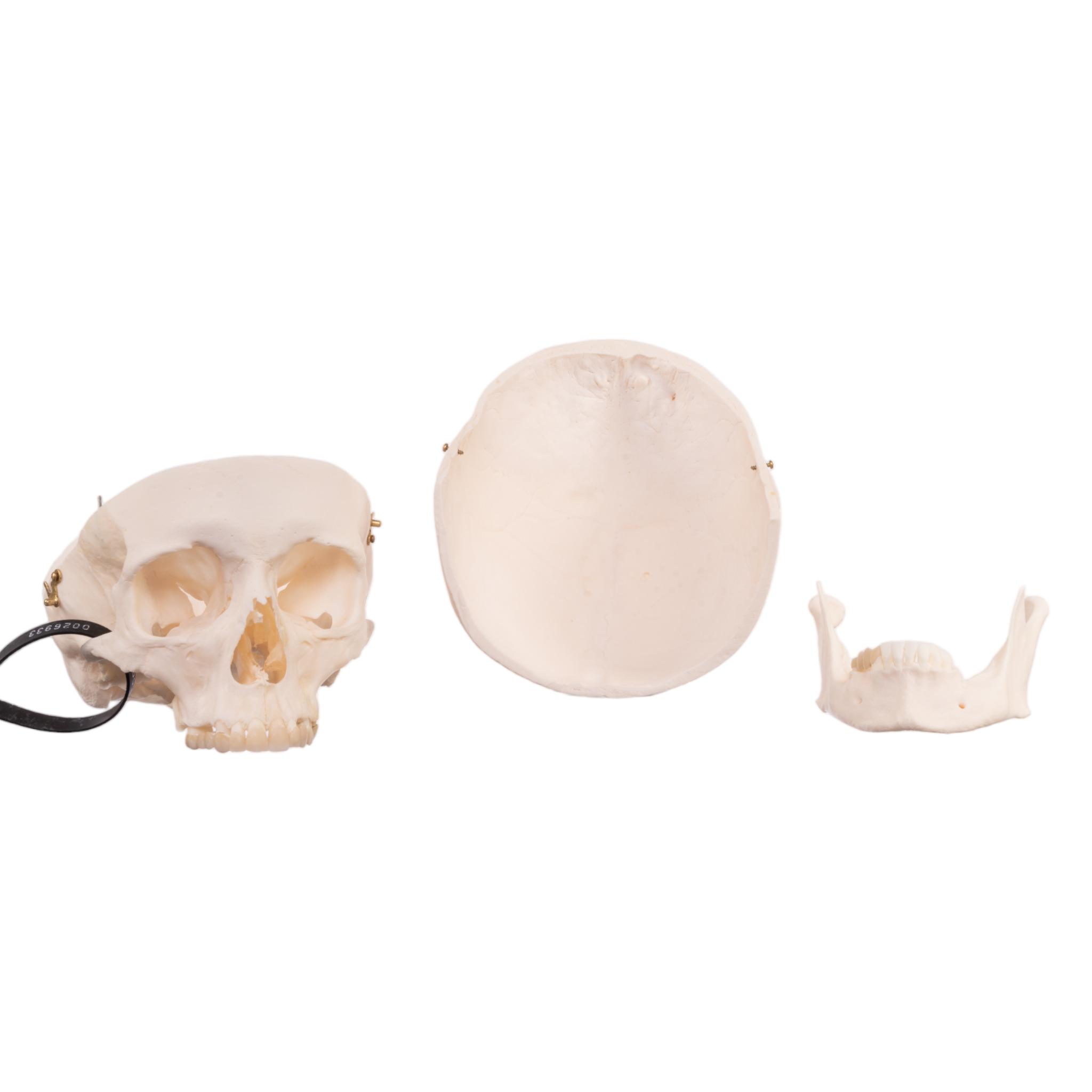 Premium Anatomical Human Skull Model - Medical & Educational Research Quality - Perfect for Anatomy Studies, Classroom Teaching & Halloween Decor