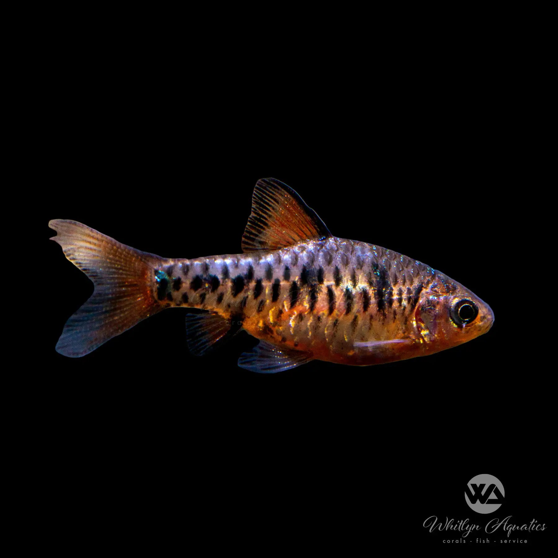 Checker Barb Fish (Oliotius oligolepis) - Live Freshwater Aquarium Fish for Tropical Tanks | Perfect for Community Aquariums & Planted Tanks