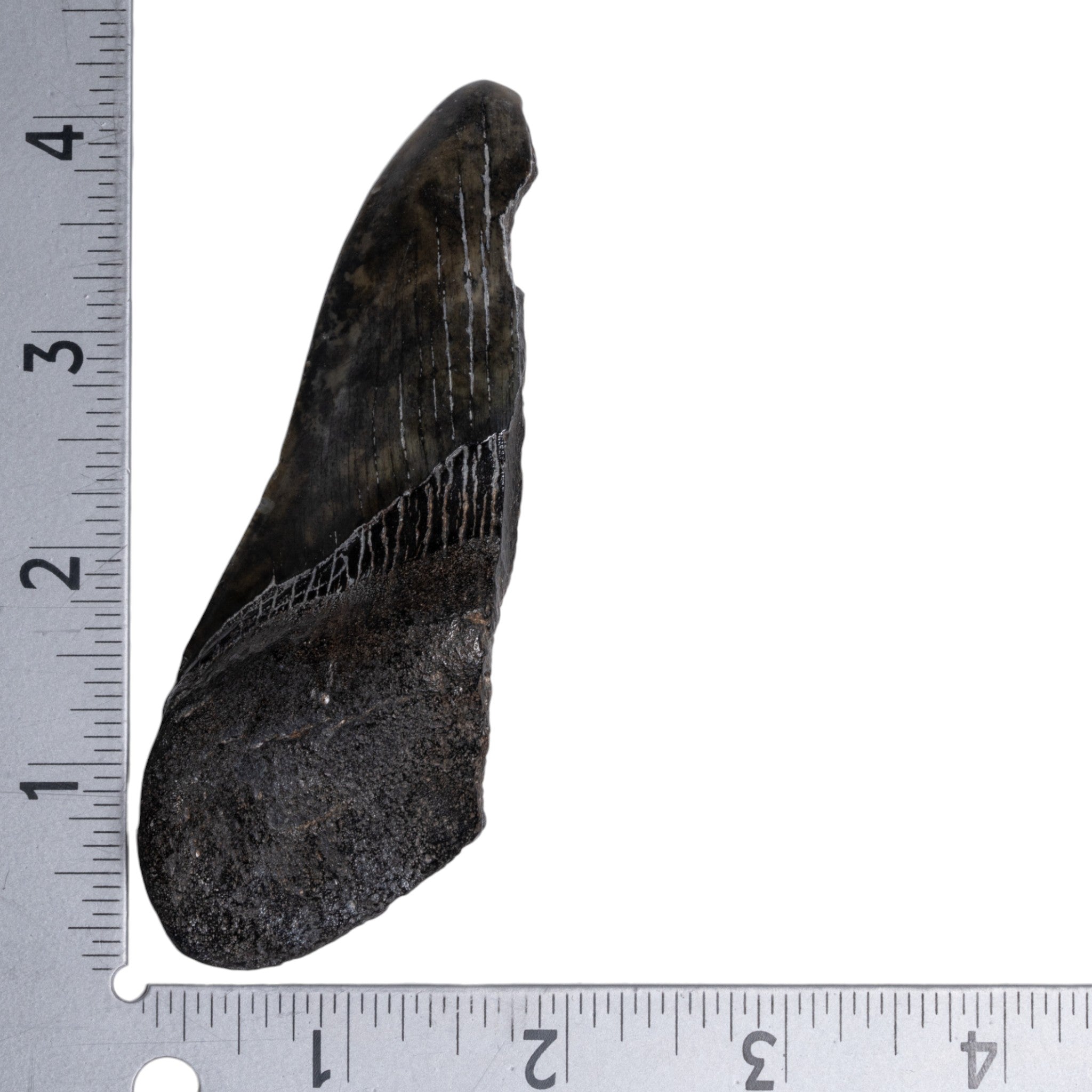 Authentic Megalodon Shark Tooth Fossil - Half Size - Perfect for Collectors, Jewelry Making & Home Decor