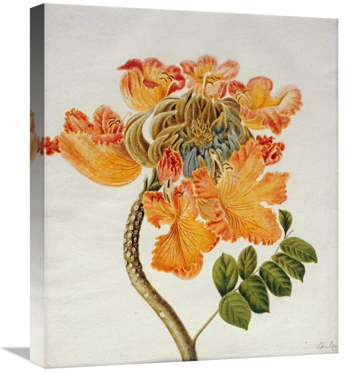 22 in. African Tulip Canvas Wall Art - Handmade Floral Painting for Living Room Decor | English School Botanical Print | Perfect for Home, Office & Gift Giving