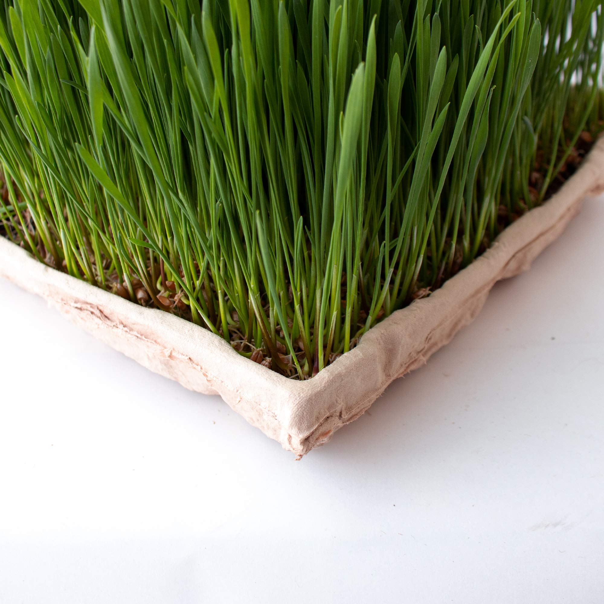 **Eco-Friendly Compostable Microgreen Growing Trays - 10 Pack Biodegradable Seed Starter Flats with Drain Holes - Fits Standard 10x20 Drip Trays | Perfect for Indoor Gardening, Hydroponics & Sustainable Farming**