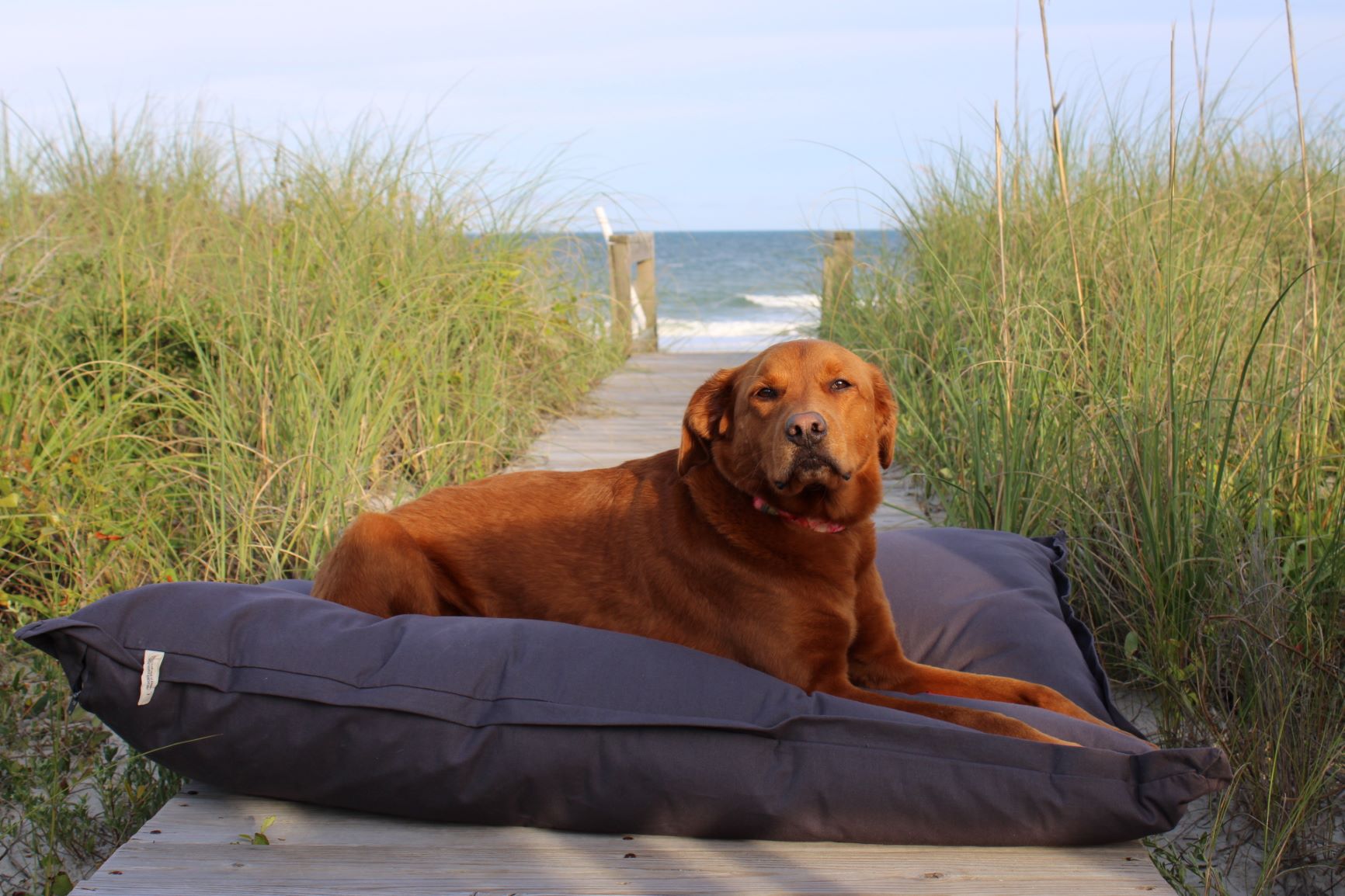Delilah Home Plush Orthopedic Dog Bed for Small, Medium & Large Dogs - Comfortable & Supportive Pet Cushion for Indoor Use in Living Room, Bedroom or Crate