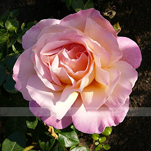Zennixplus Rose Sunflower Seeds - Premium Hybrid Flower Seeds for Home Garden, Landscaping & DIY Bouquets - Grow Beautiful Roses & Sunflowers in Your Backyard