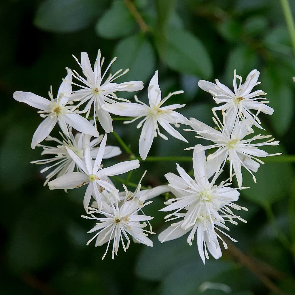 Clematis Sweet Autumn - 5 Live Plants in 4 Inch Growers Pots - Fragrant White Flowering Vine for Garden Trellis, Fence & Pergola - Starter Plants Ready for Outdoor Planting