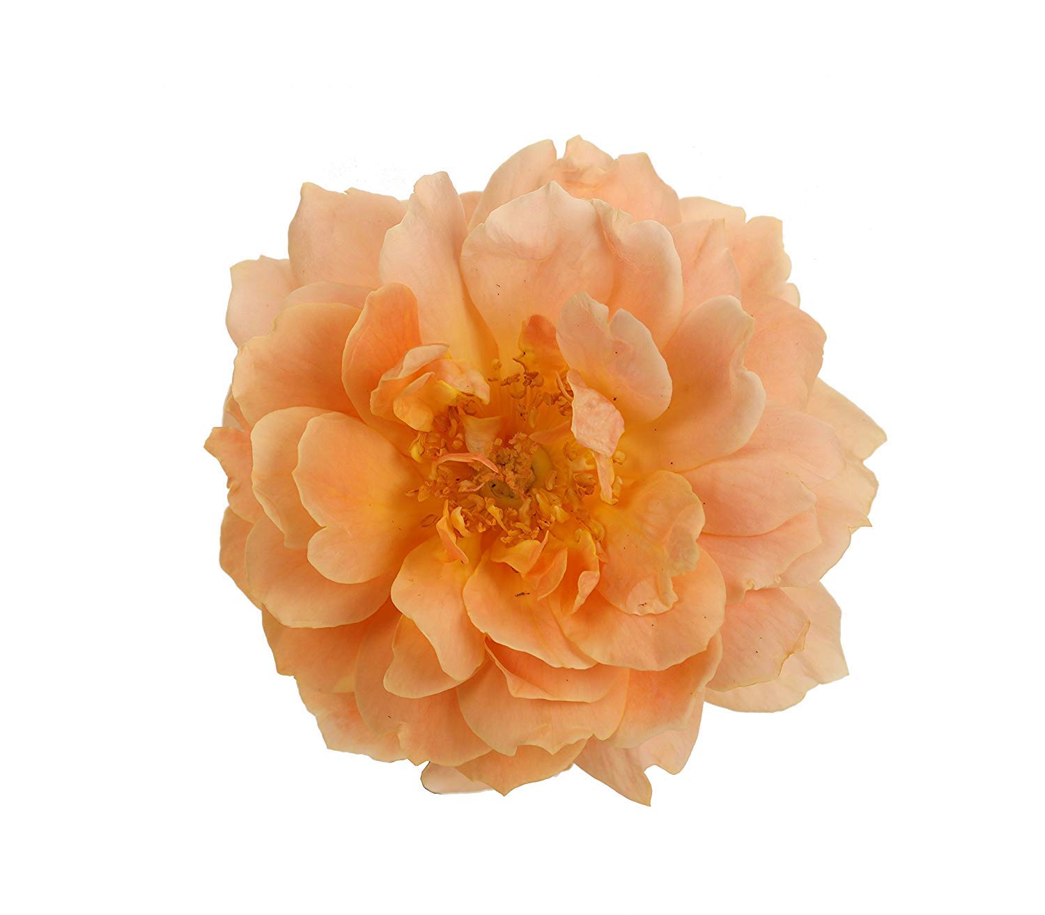 Proven Winners - ROSA 'AT LAST' Rose Bush with Vibrant Orange Flowers in #2 Size Container - Perfect for Gardens, Landscaping & Outdoor Decor