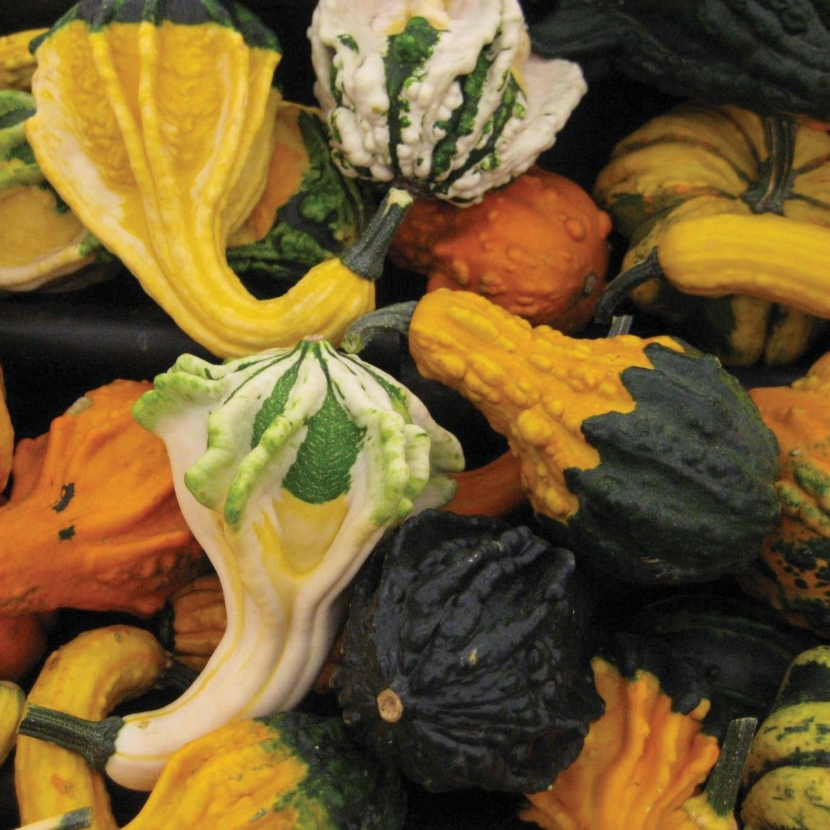 Cornucopia Gourd Mix - Decorative Fall Harvest Gourds for Thanksgiving Centerpieces, Autumn Table Decor, and Seasonal Home Decorations