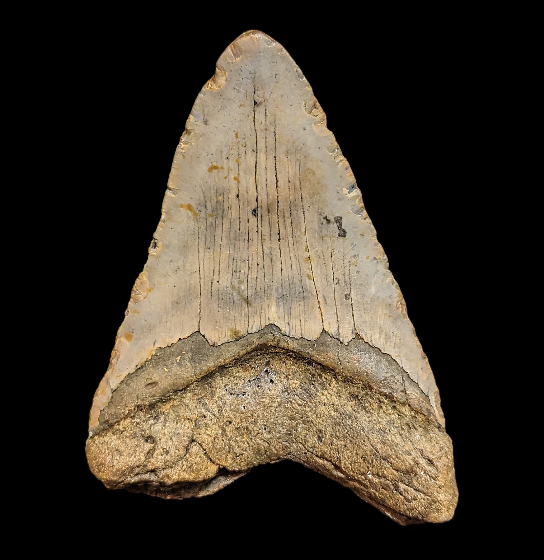 Authentic Megalodon Shark Tooth with Natural Coral Specimen - Fossil Collectors Display #34 | Perfect for Home Decor, Classroom Education & Paleontology Gifts