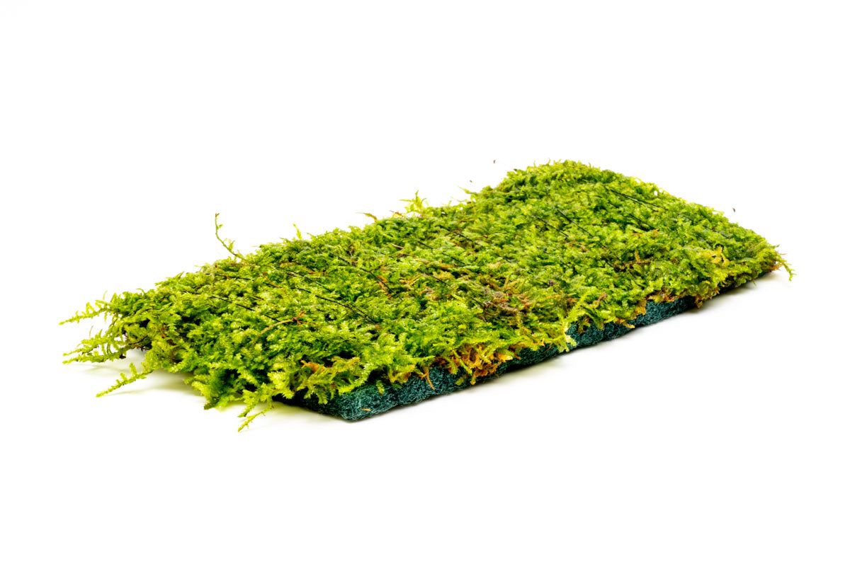 Premium Christmas Moss Fiber Mat for Aquariums & Terrariums - Natural Decorative Carpet for Fish Tanks, Reptile Habitats & Plant Terrariums | Enhances Aquatic Environments & Creates Stunning Displays