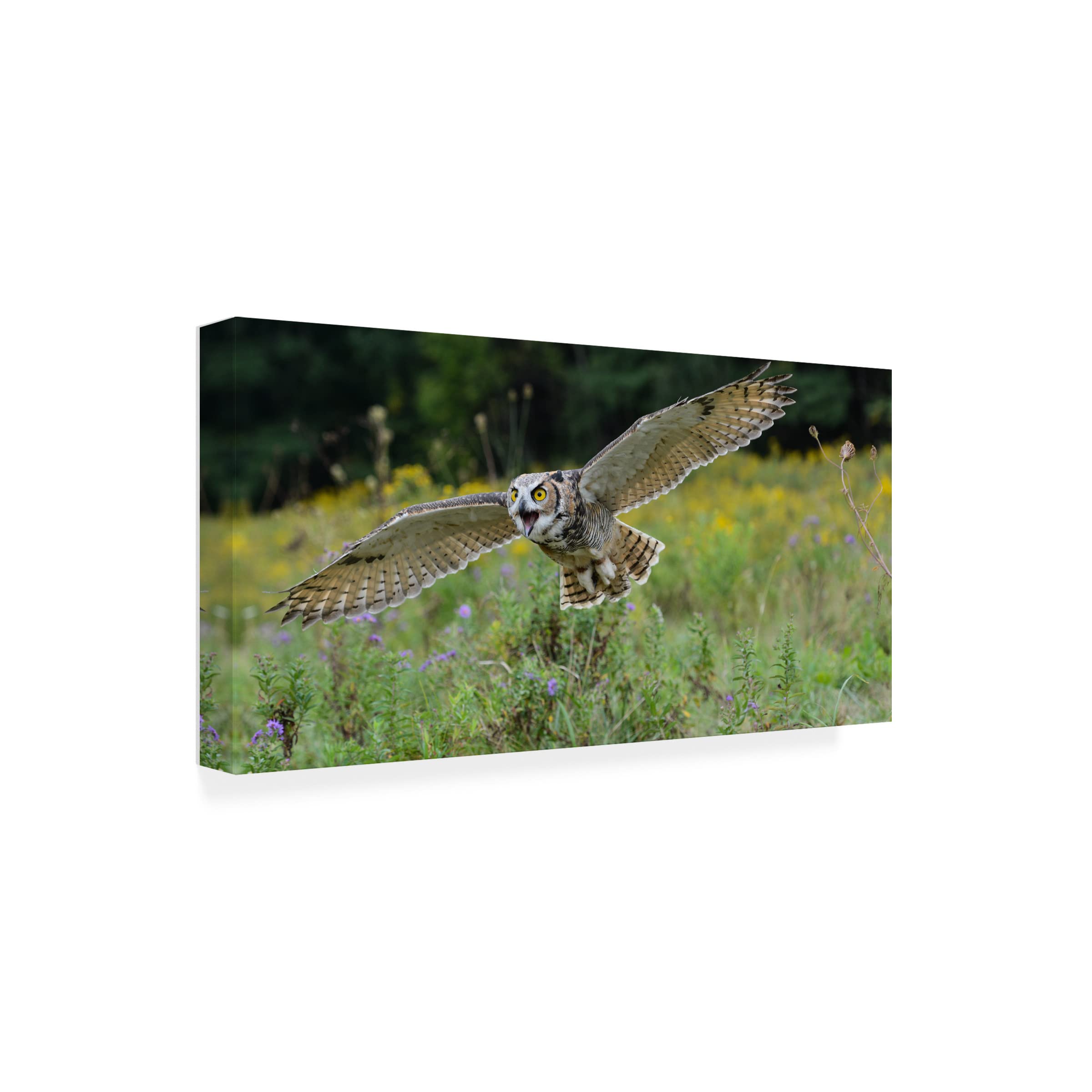 Trademark Fine Art 'Spread Your Wings And Fly' Canvas Wall Art by Darlene Hewson - Inspirational Home Decor for Living Room, Bedroom & Office