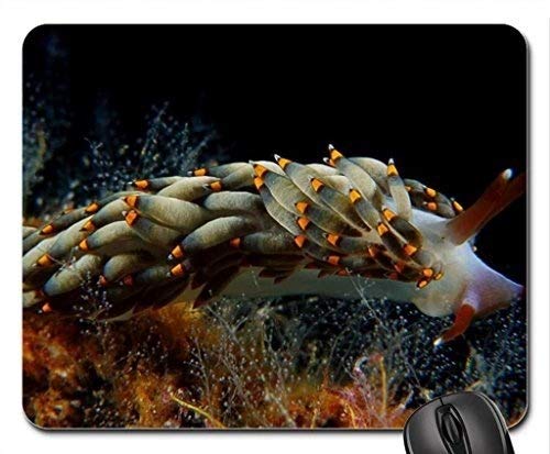 Colorful Fish Themed Gaming Mouse Pad - Nudibranch Design Non-Slip Rubber Base Large Extended Mousepad for PC, Mac, Laptop - Perfect for Gamers, Office Work & Home Use