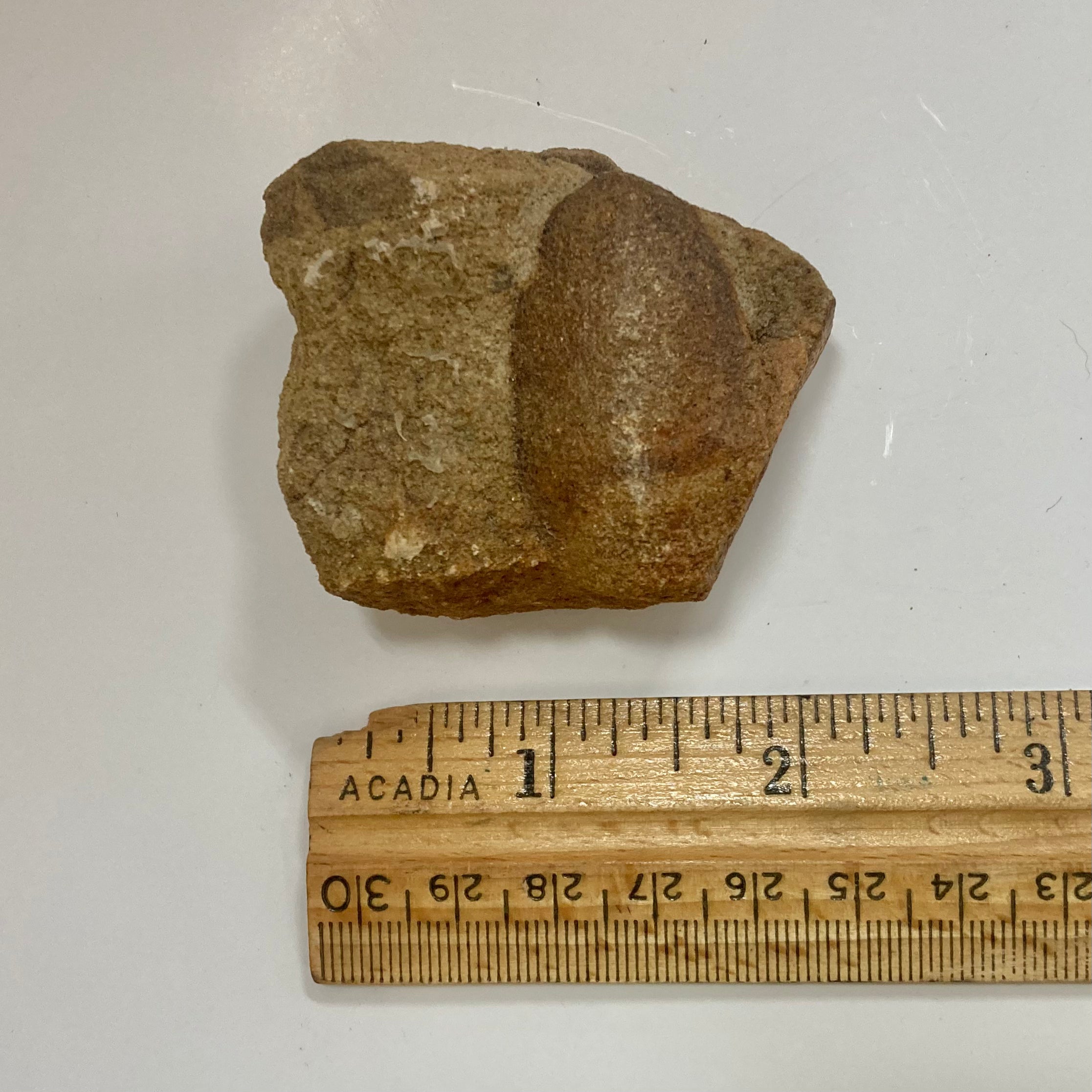 Trigonocarpus sp. Fossil Seeds for Sale - Rare Prehistoric Plant Seeds Collection - Perfect for Paleontology Enthusiasts, Educational Displays & Unique Home Decor