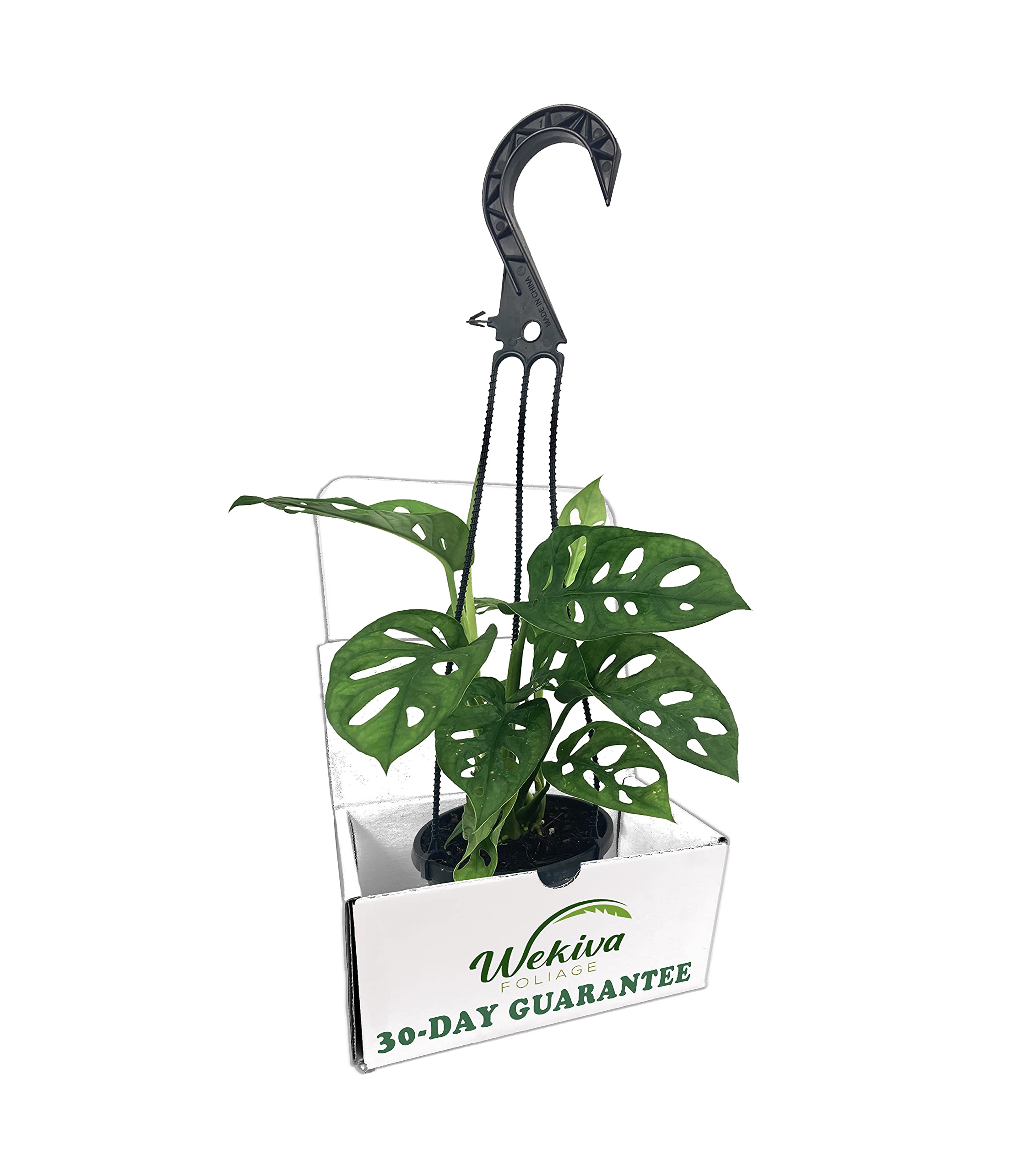 Monstera Adansonii Swiss Cheese Plant - 5 Live Plants in 4 Inch Hanging Pots - Easy to Grow Air Purifying Indoor Houseplant for Home, Office, or Garden Decor