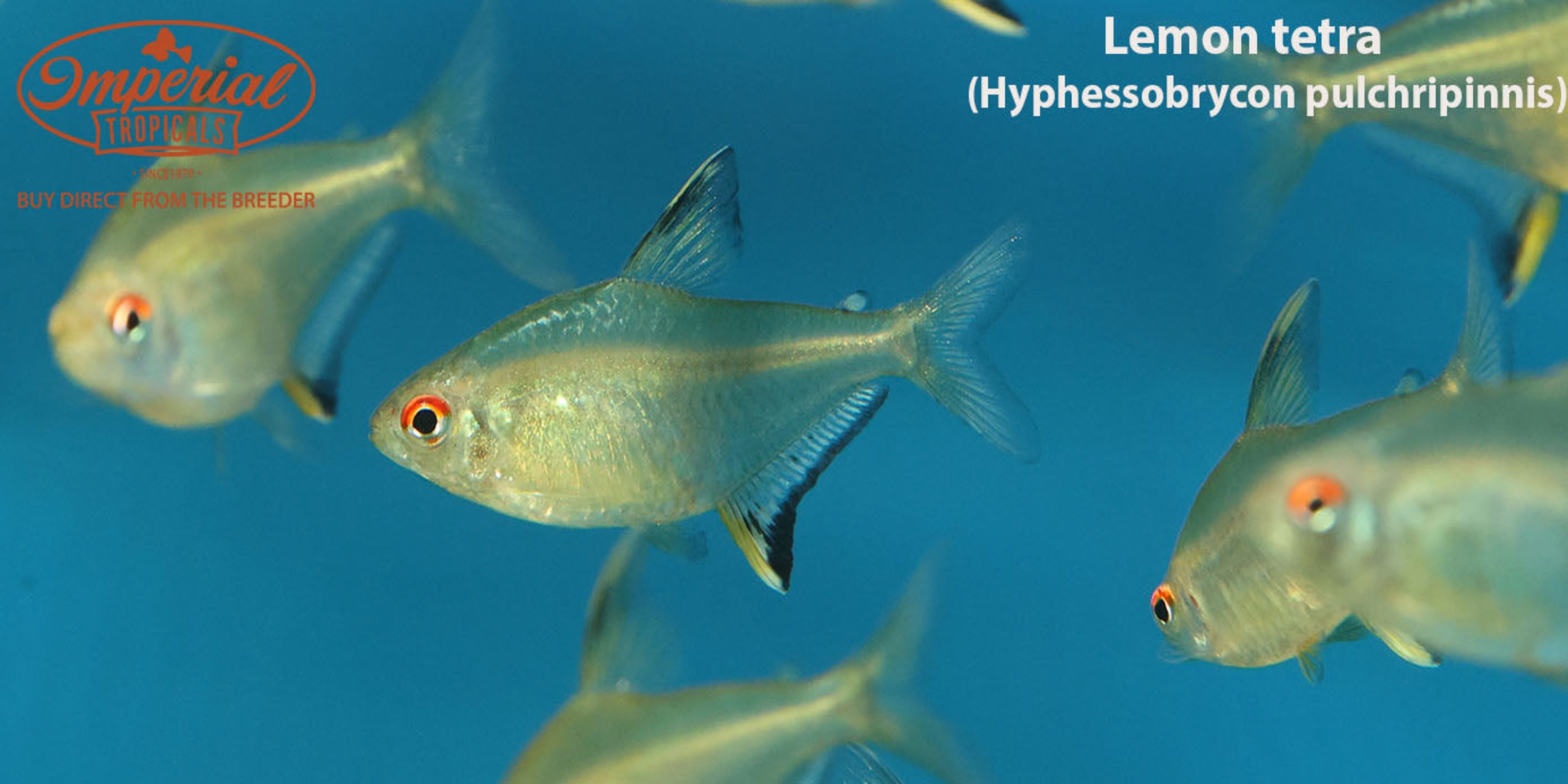 Premium Lemon Tetra Fish for Aquarium - Vibrant Tropical Freshwater Fish for Home & Office Tanks - Perfect for Community Aquariums & Fish Breeding