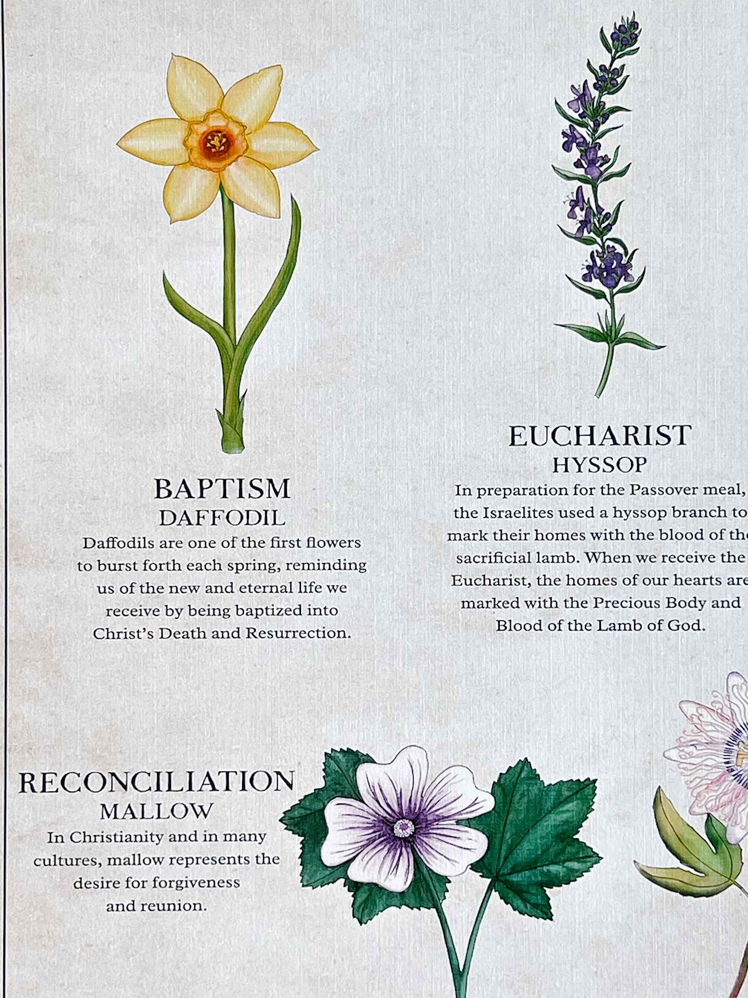 The Seven Sacraments Catholic Religious Art Print - Perfect for Home Decor, Church Display & Gift Giving
