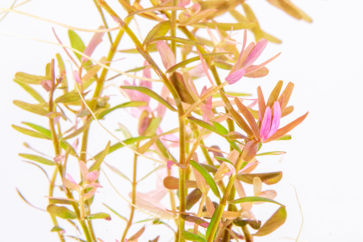 Rotala Coin Leaf Aquatic Plant for Freshwater Aquariums - Perfect for Aquascaping, Fish Tanks, and Planted Aquariums