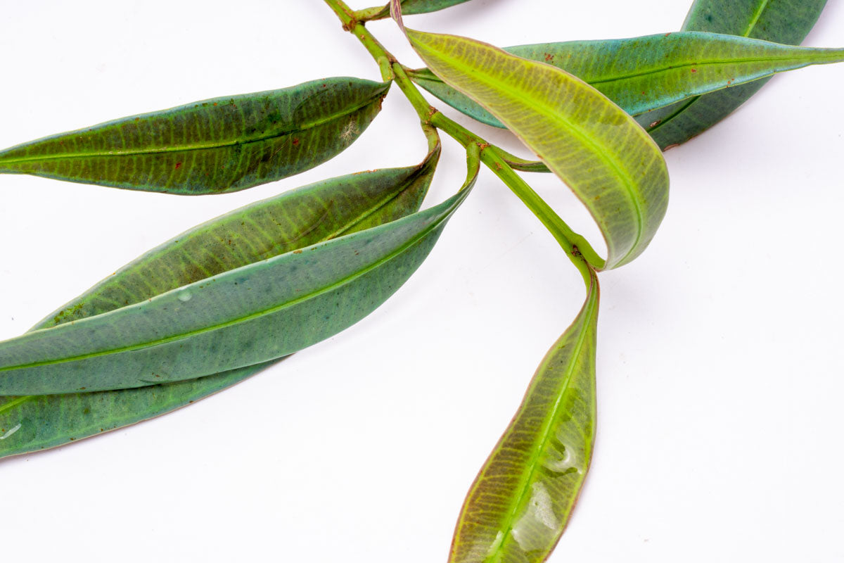 Ardisia Blue - Stunning Blue Foliage Houseplant for Home & Office Decor | Perfect for Indoor Gardens, Living Rooms, and Gift Giving