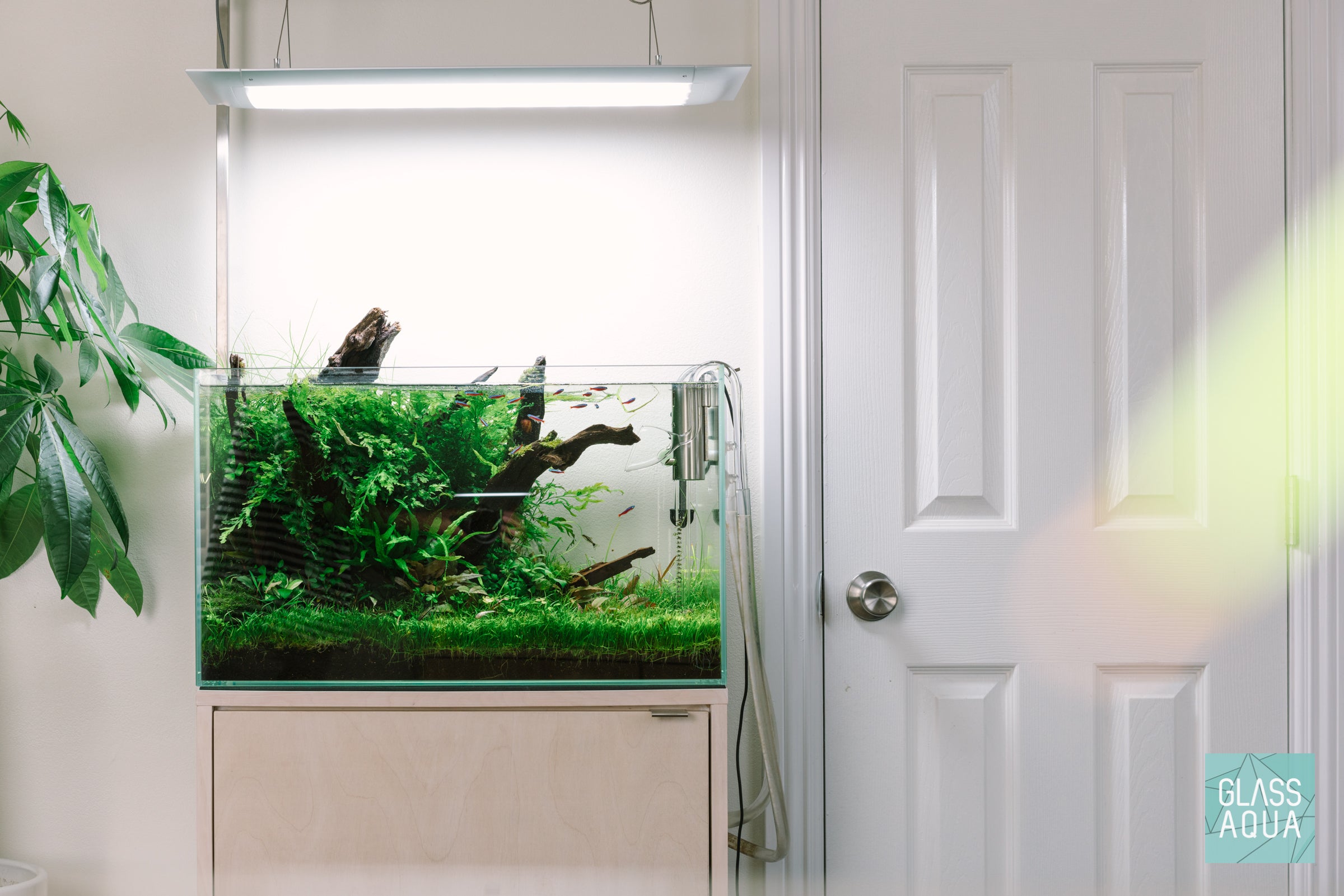 Premium Malaysian Driftwood for Aquarium & Terrarium Decor - Natural Wood for Fish Tanks, Reptile Habitats & Home Decoration - Unique Aquatic & Landscape Design Element