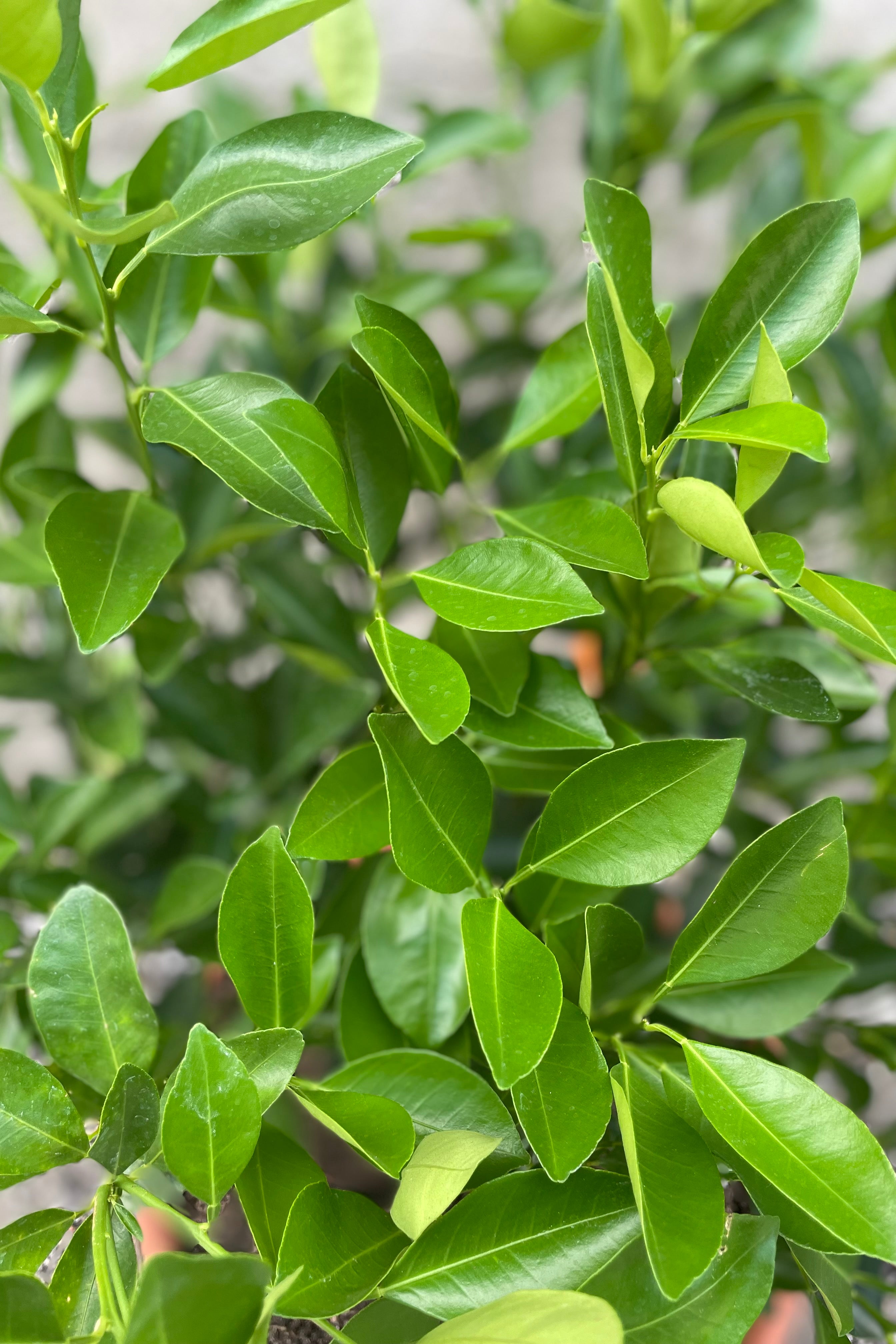 Calamondin Orange Tree (Citrus x microcarpa) - 12
