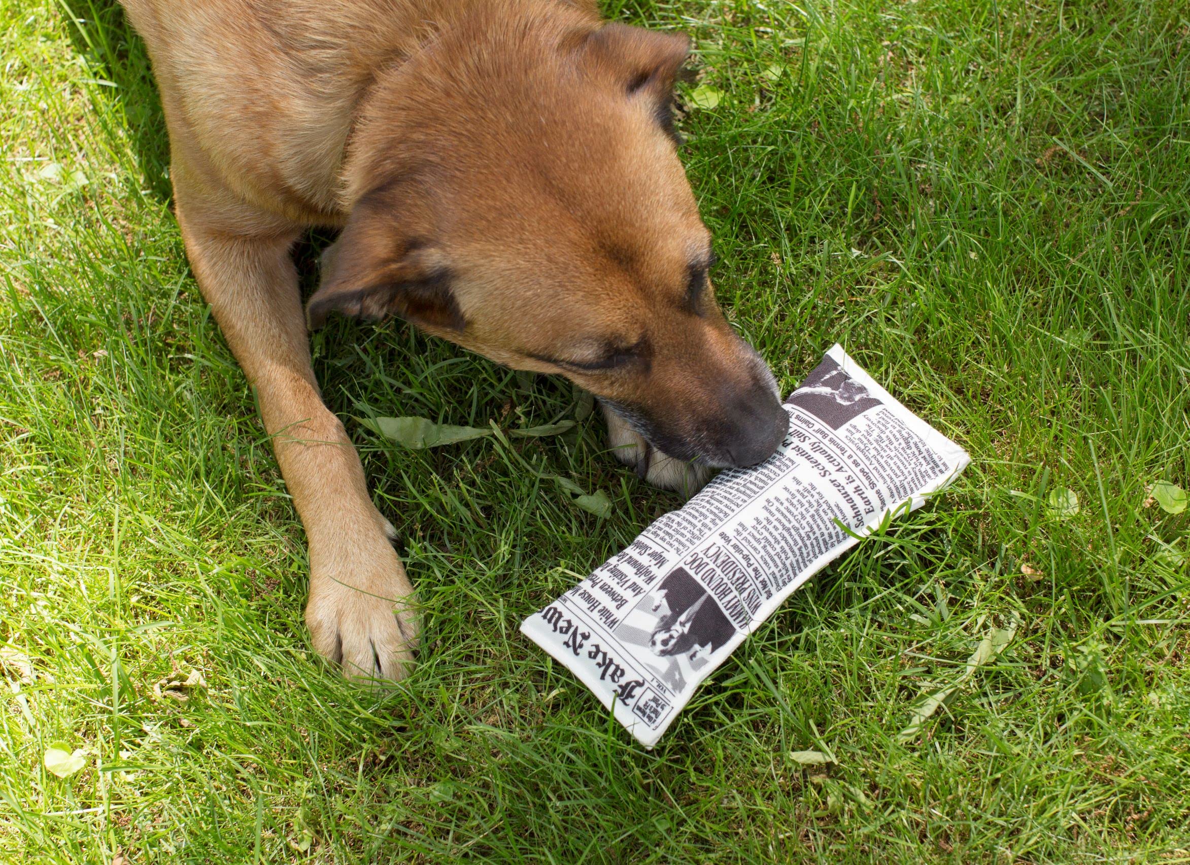 Kikkerland Kobe Fake News Print Squeaky Dog Toy - Fun Canvas Chew Toy for Small, Medium & Large Dogs - Interactive Play & Training Reward for Pets