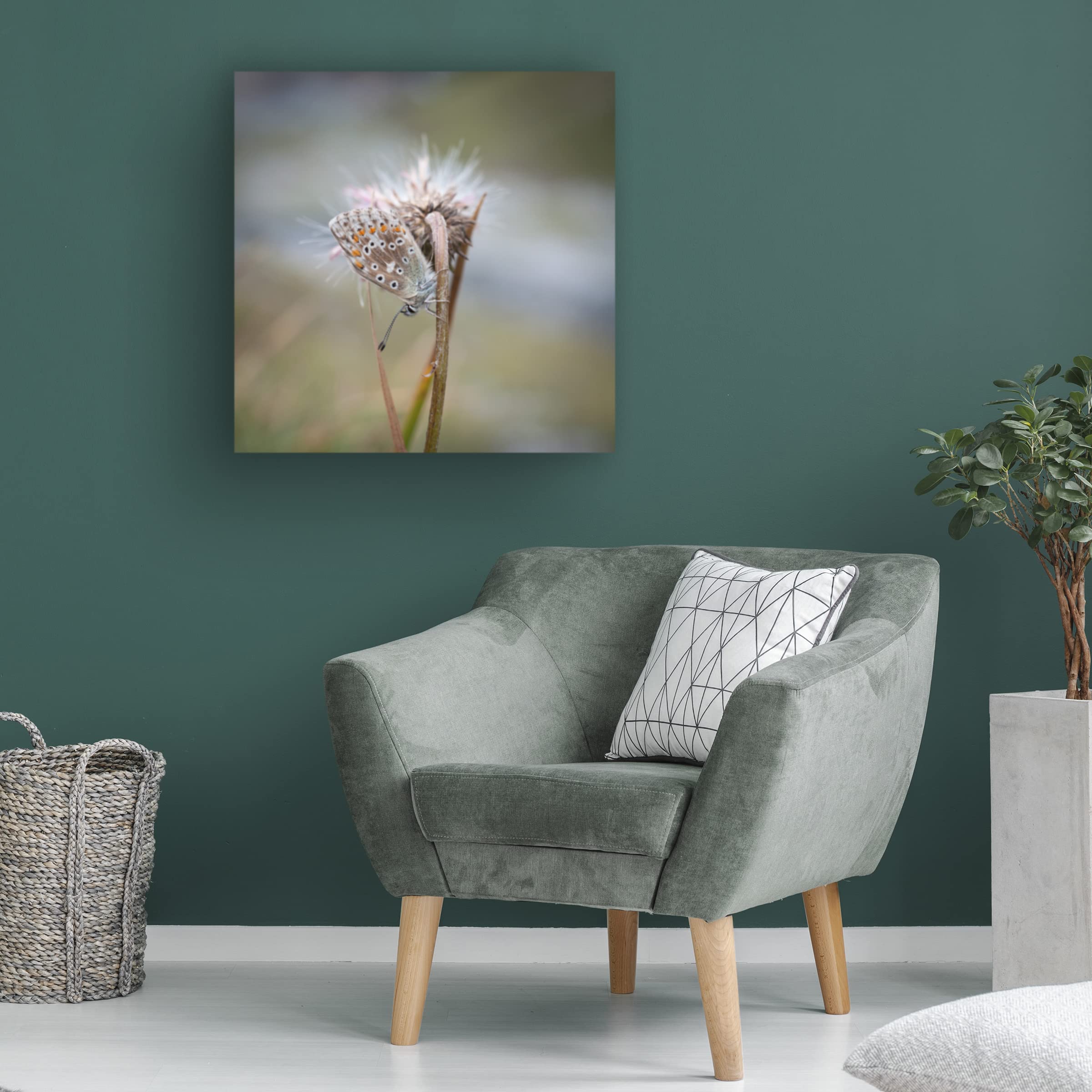 Trademark Fine Art 'Lycaenidae' Canvas Wall Art by David Huber - Beautiful Butterfly Painting for Living Room, Bedroom & Office Decor