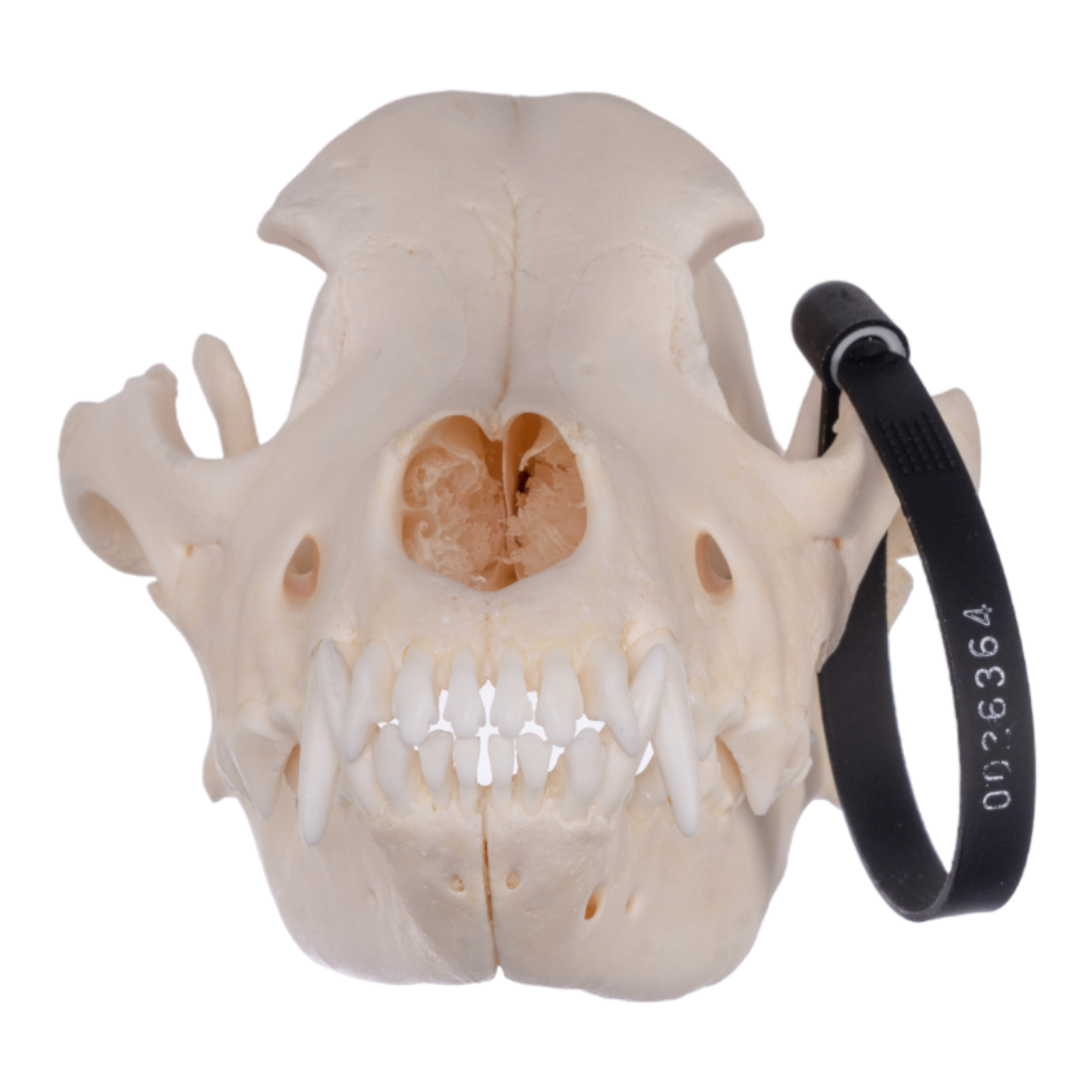 Authentic Husky Dog Skull - Real Domestic Canine Skull for Taxidermy, Veterinary Study, and Halloween Decor - Perfect for Educational Displays and Spooky Home Decor