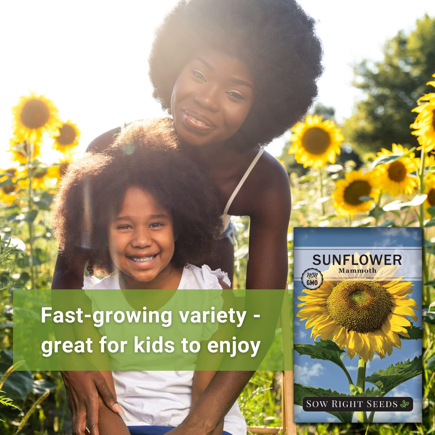 Non-GMO Mammoth Sunflower Seeds for Planting - Giant Heirloom Sunflowers to Grow in Your Garden - Bright Yellow Blooms Attract Bees & Birds - Sow Right Seeds (3 Pack) | Perfect for Backyard Gardening, Pollinator Gardens & Kids' Planting Projects