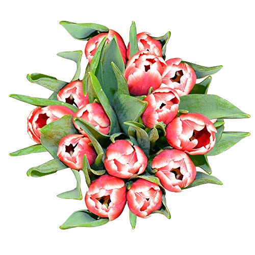 Fresh Cut Tulip Flowers Bulk 120 Stems - Premium Long Lasting Tulips for Birthday Gifts, Wedding Bouquets, Anniversary Decorations - Perfect for Centerpieces, Home Decor and Special Events