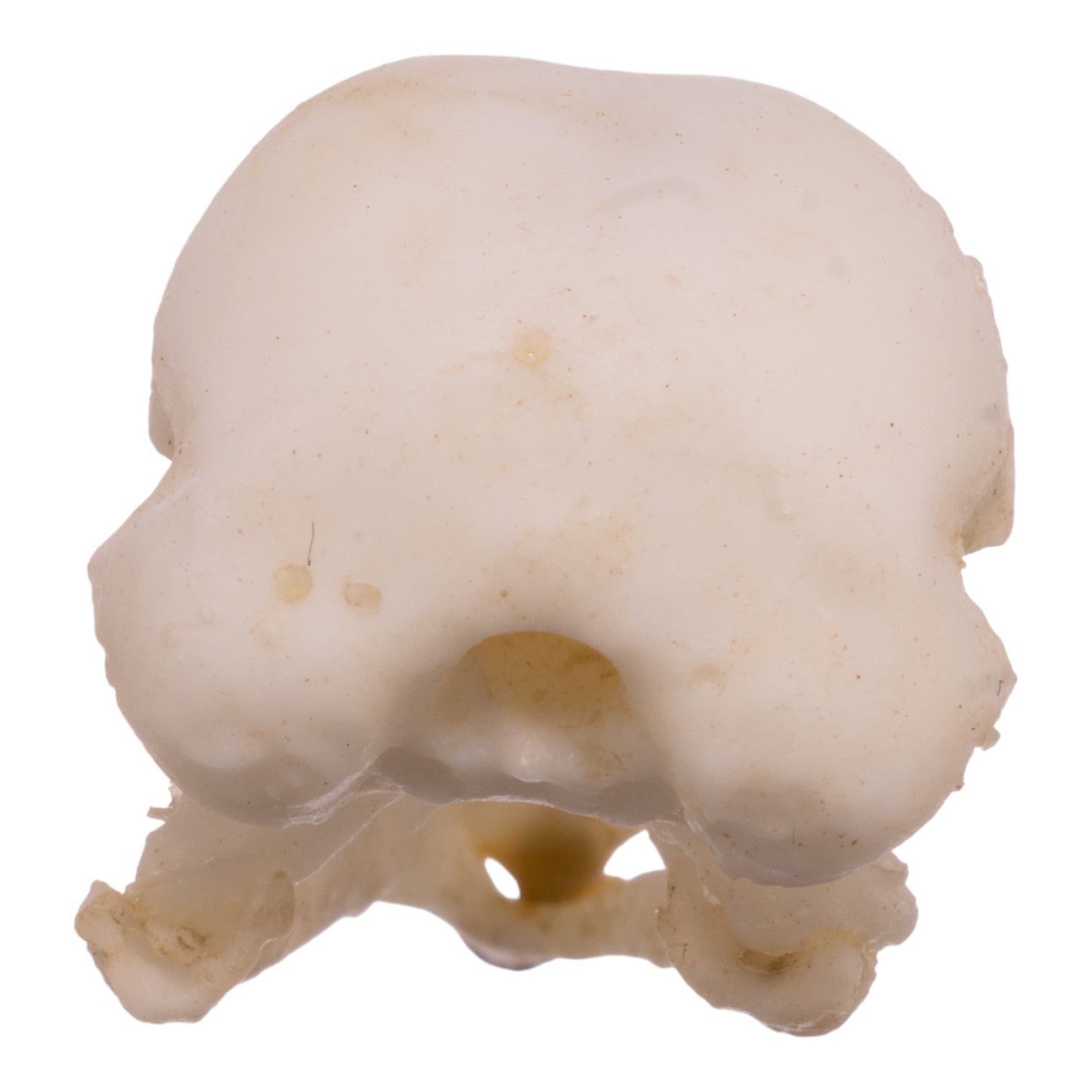 Authentic Replica American Robin Skull - Realistic Bird Skull Model for Science Education, Halloween Decor & Taxidermy Display