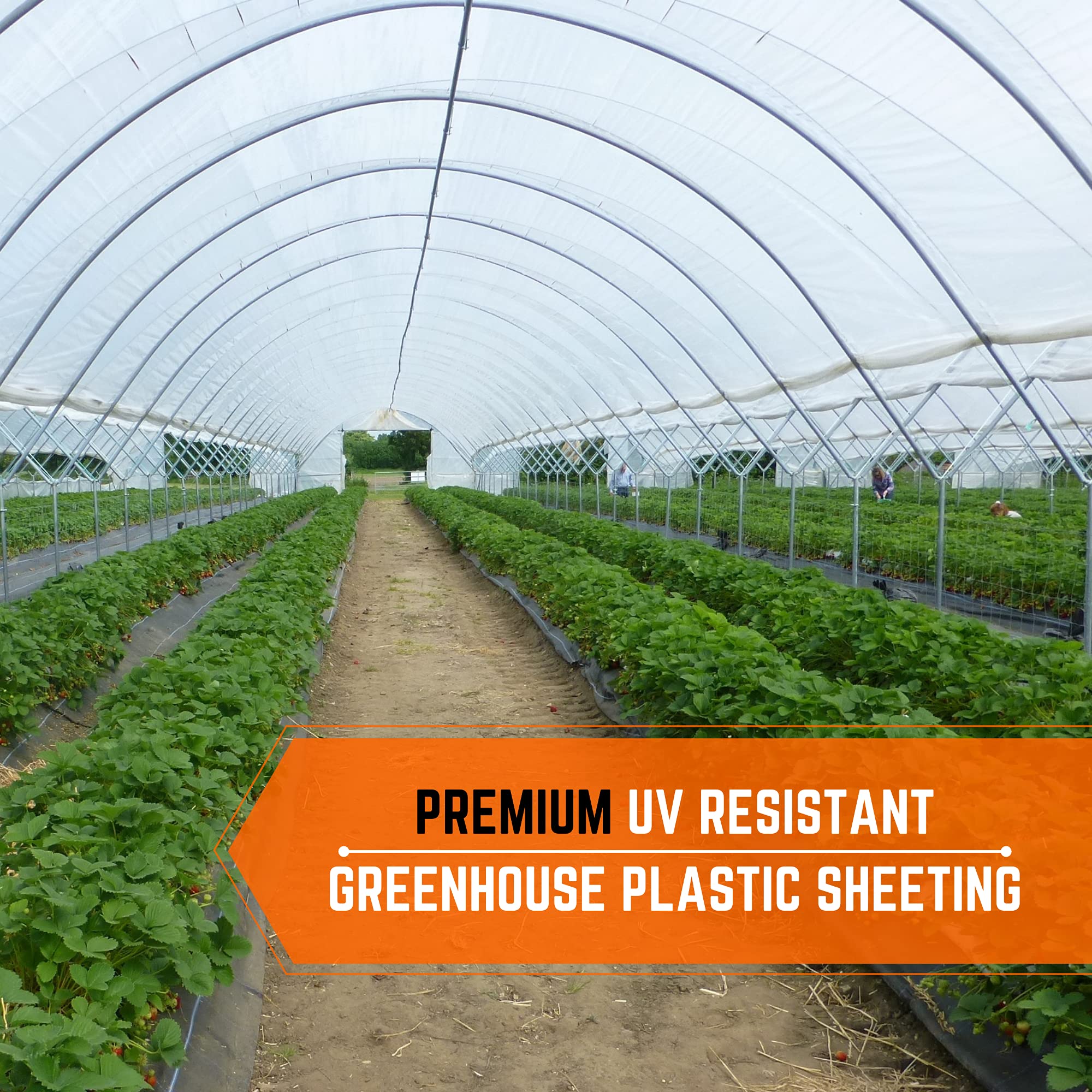 Clear Greenhouse Plastic Sheeting 6 mil - 25' x 75' UV Resistant Polyethylene Film | 4 Year Durability for Hoop Houses, Gardening & Farming | Weatherproof Cover for Plants, Vegetables & Crop Protection