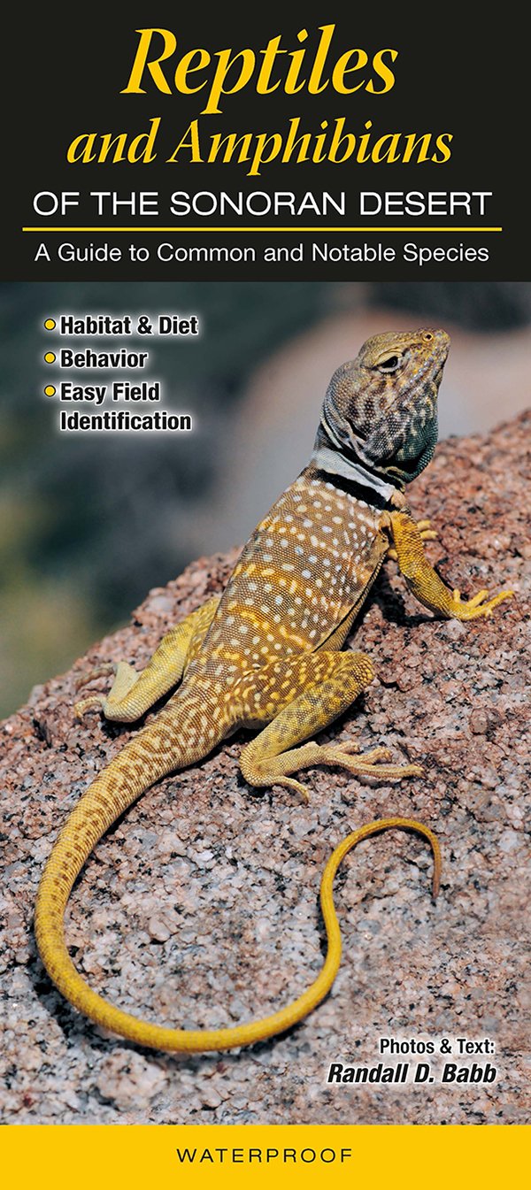 Sonoran Desert Reptiles and Amphibians Guide - Identification & Facts for Hikers, Nature Enthusiasts & Wildlife Photographers
