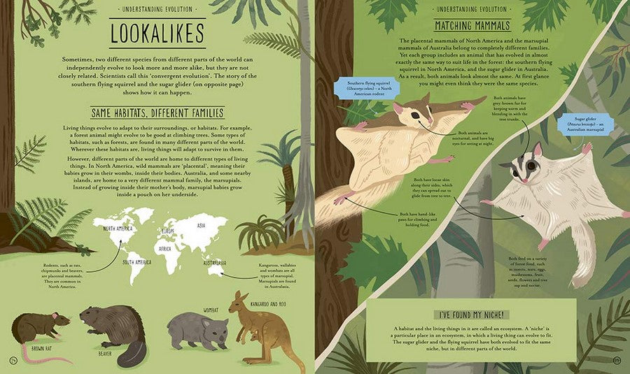 Amazing Evolution: The Journey of Life by Anna Claybourne - Illustrated by Wesley Robins - Hardcover Science Book for Kids - Perfect for Homeschooling & Classroom Learning