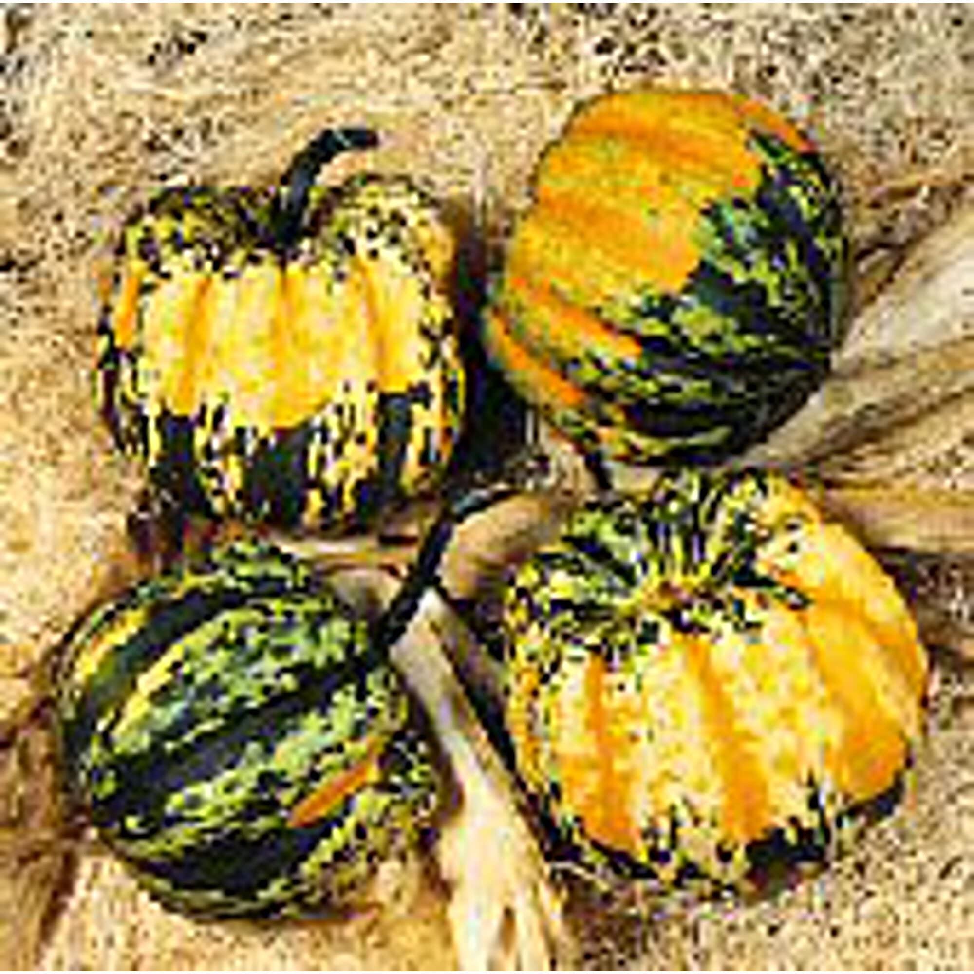 Organic Carnival Squash Seeds (20+ Seeds) | Non-GMO Heirloom Variety | Vegetable & Fruit Seeds for Planting | Home Garden, Greenhouse & Backyard Farming | Perfect for Fall Harvest & Thanksgiving Decorations