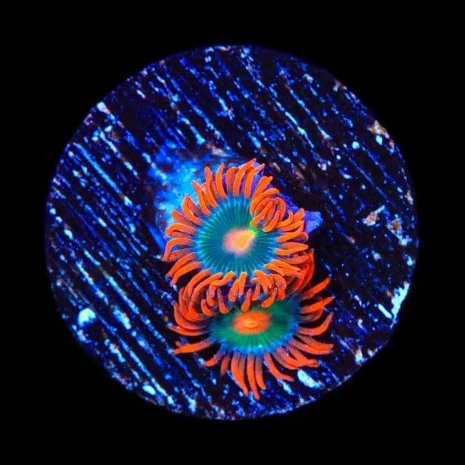 Electric Gatorade Zoanthids Coral - Vibrant Saltwater Aquarium Coral for Reef Tanks | Perfect for Marine Aquascaping & Coral Propagation