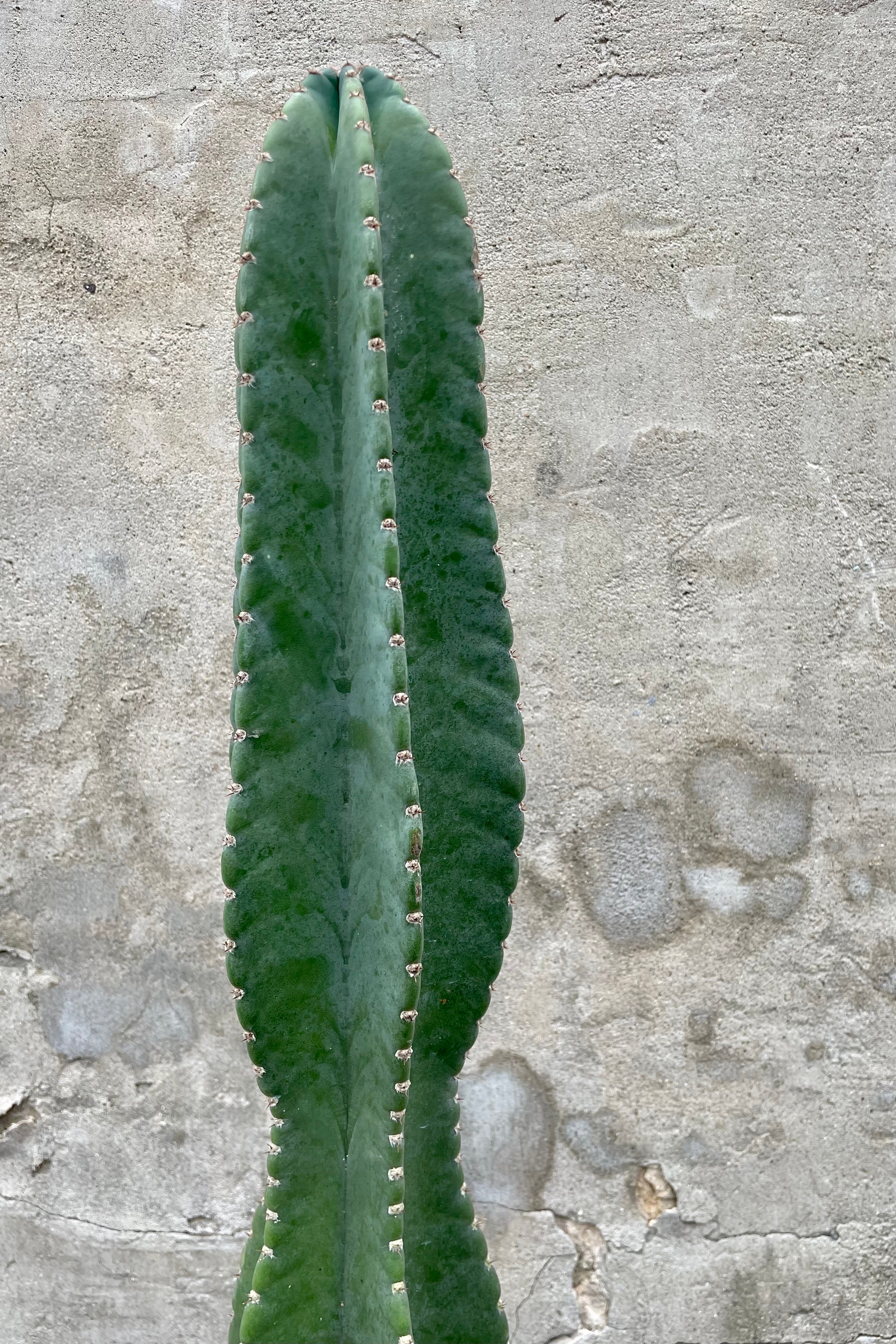 Buy Cereus Peruvianus #7 Cactus - Live Plant for Home & Garden Decor | Perfect for Indoor Succulent Lovers & Outdoor Landscaping