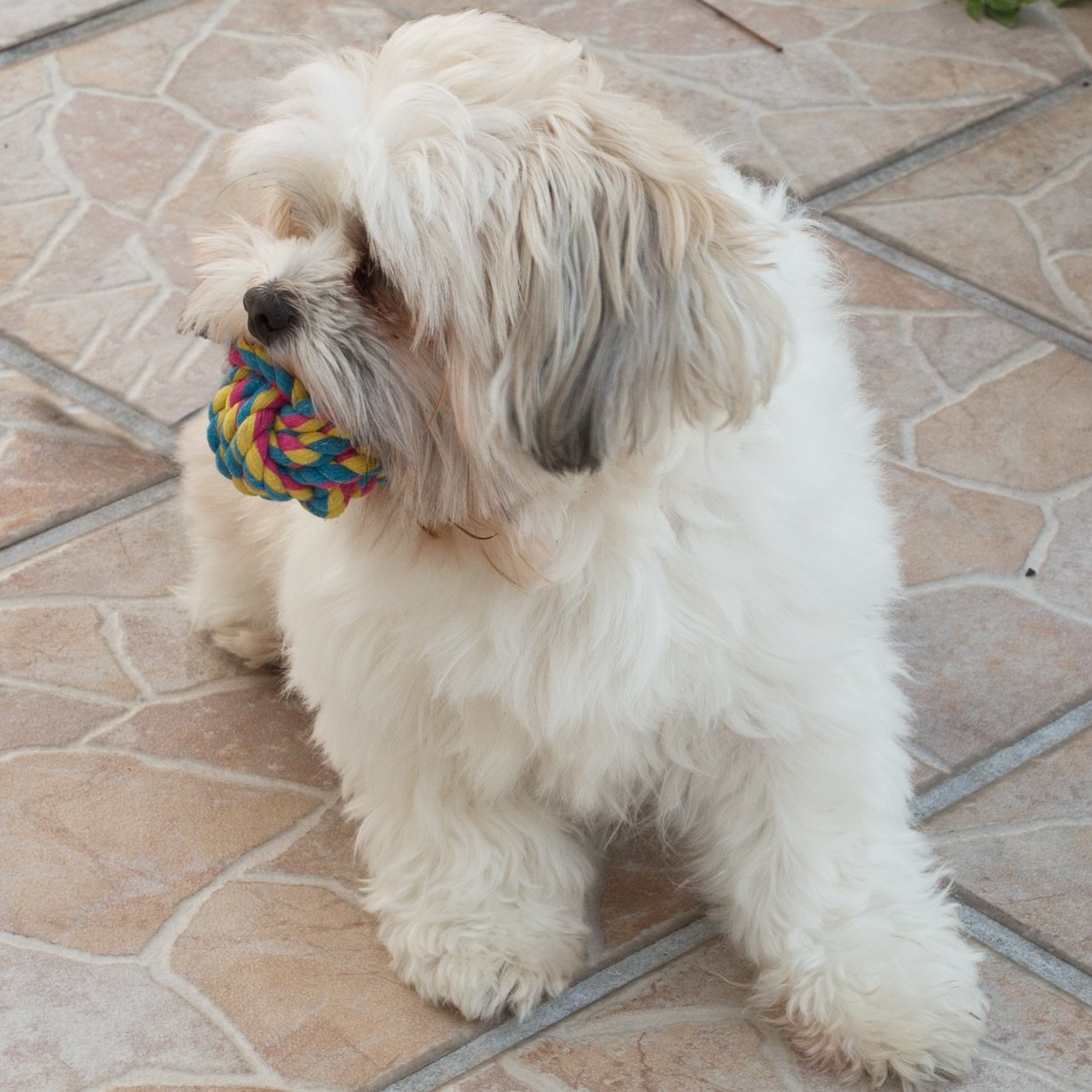 Durable Puppy Dog Rope Toys for Small Dogs - 5 Pack Chew Toys for Teething, Training & Playtime - Perfect for Indoor & Outdoor Fun